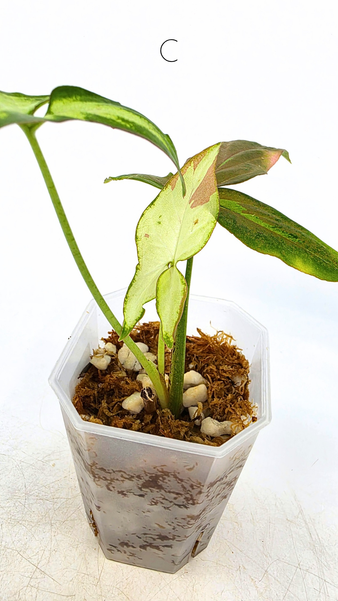 Rare plant Syngonium Redspot Tricolour available from rare plant shop The Leaf Gallery in Perth, Western Australia