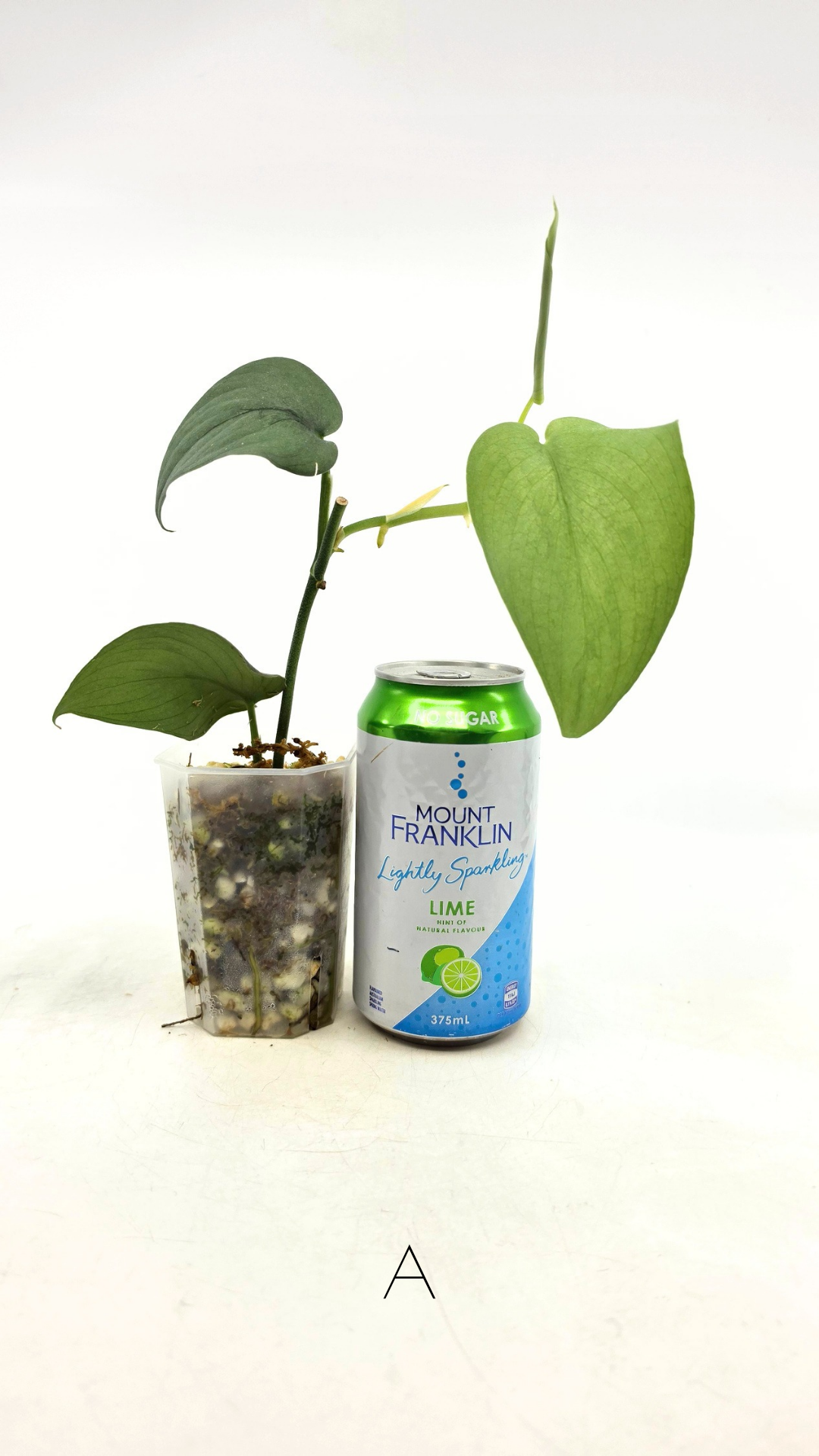 Rare indoor plant Scindapsus Platinum available for sale at rare plant shop The Leaf Gallery in Perth, Western Australia