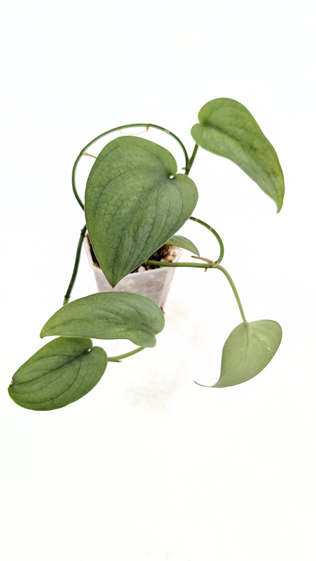 Rare indoor plant Scindapsus Platinum available for sale at rare plant shop The Leaf Gallery in Perth, Western Australia