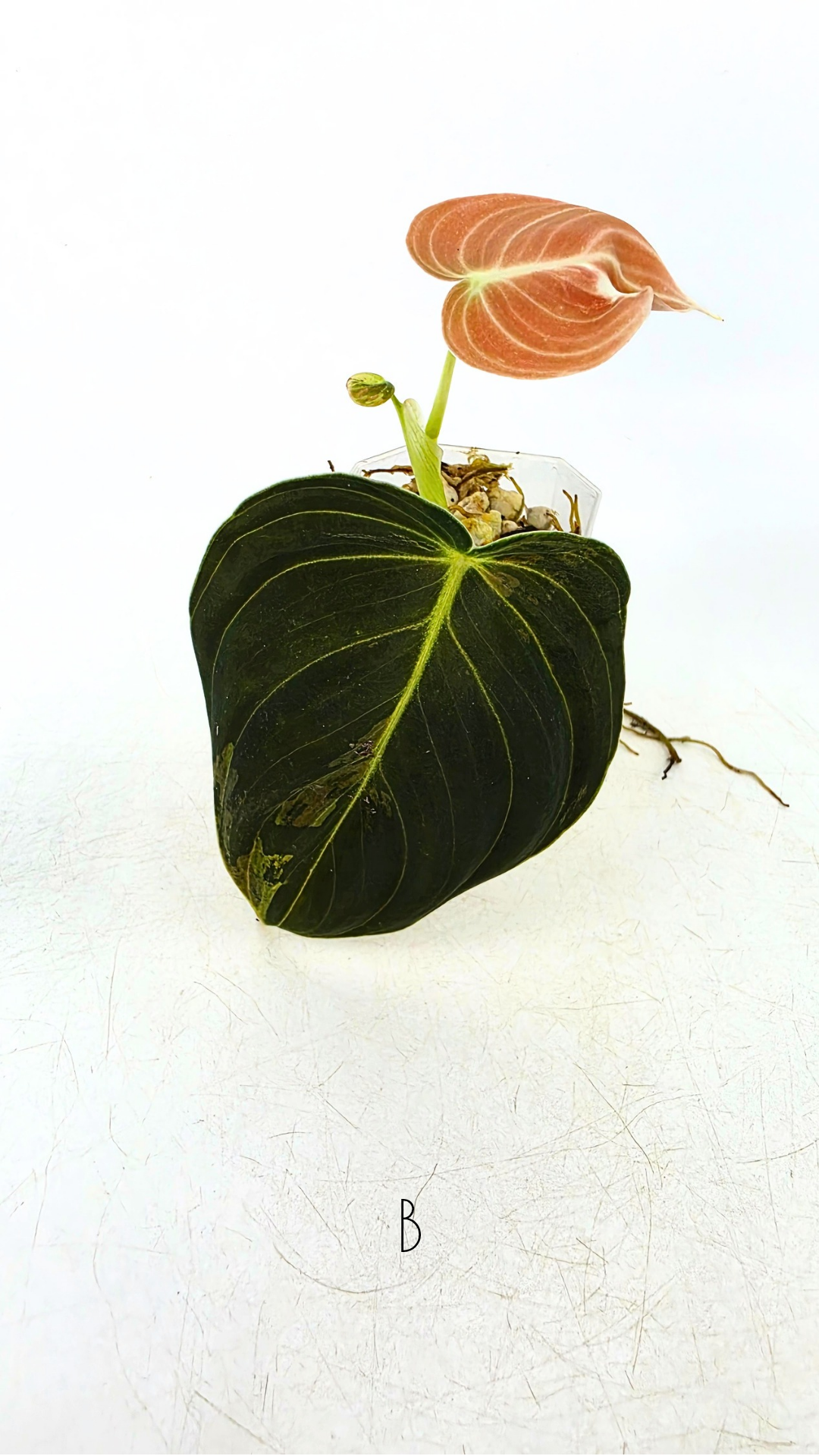 Rare plant Philodendron Melanochrysum Varigated available for sale at rare plant shop The Leaf Gallery in Perth, Western Australia