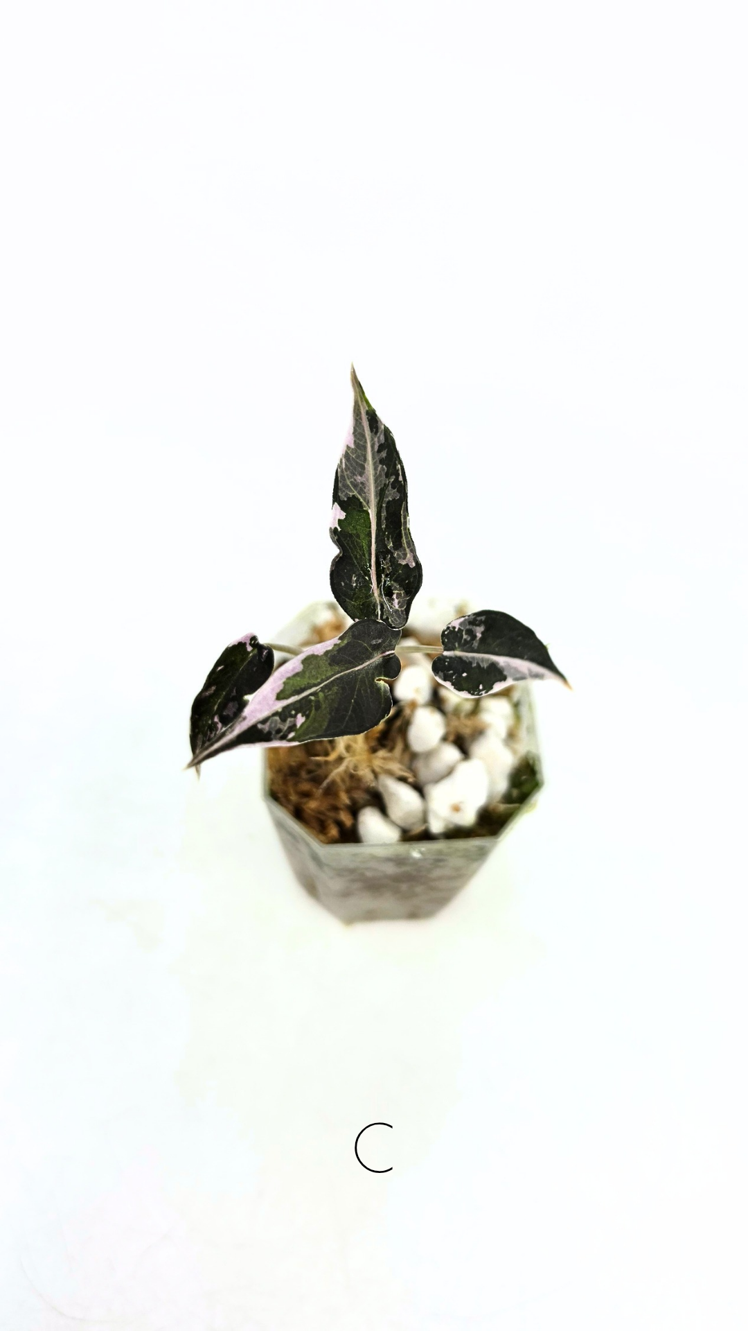Rare indoor plant Alocasia Amazonica Bambino Pink TC plantlets available for sale at rare houseplant shop The Leaf Gallery in Perth, Western Australia