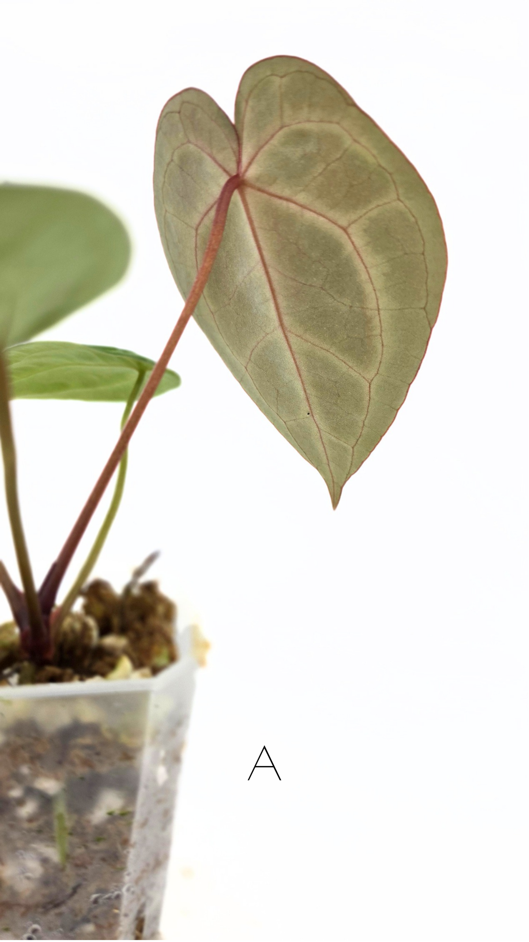 Rare anthurium hybrid Anthurium red dorayaki mutation with Anthurium Michelle by The Leaf Gallery in Perth, Western Australia