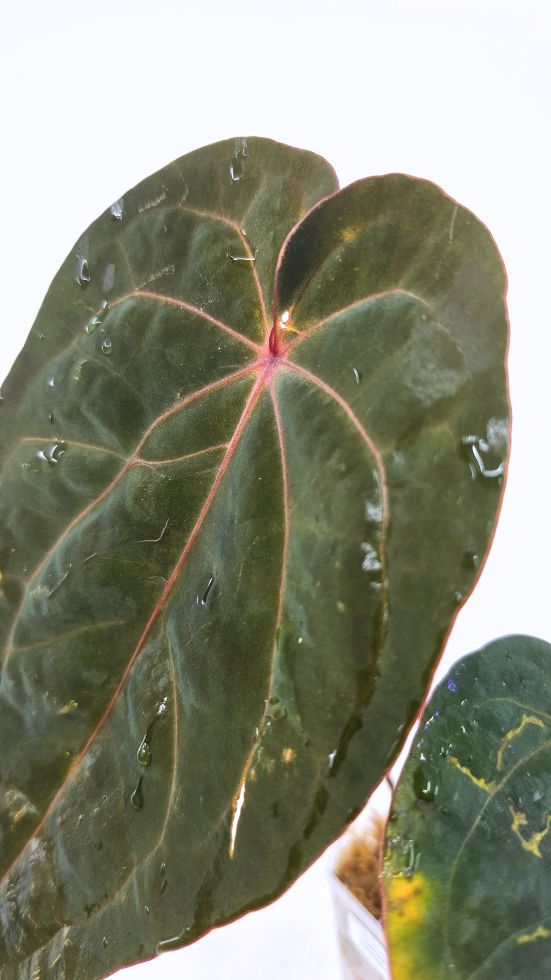 Rare indoor plant Anthurium Bloodmoon clone available from rare house plant shop The Leaf Gallery in Perth, Western Australia
