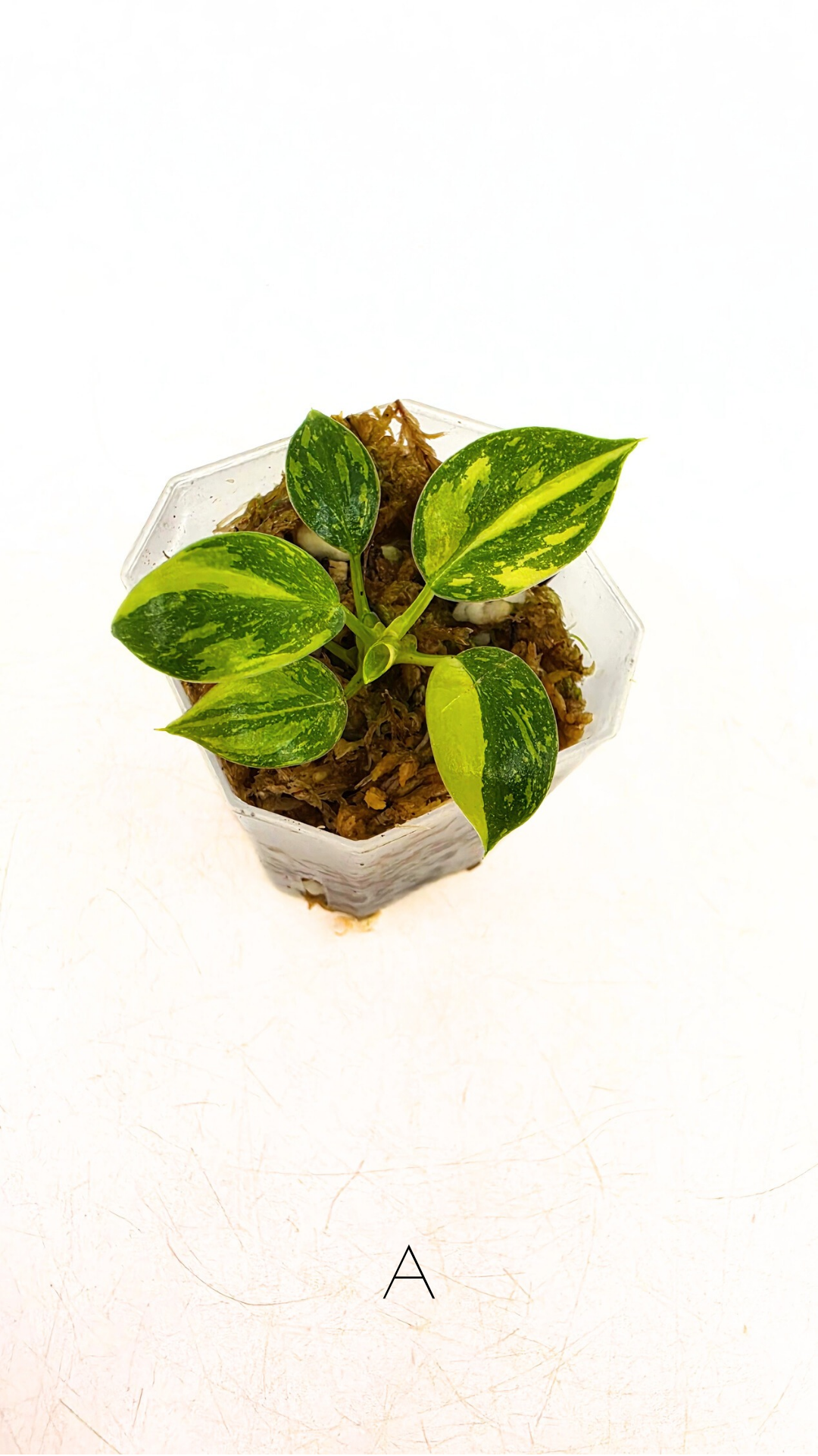 Rare indoor plant Green Congo Hybrid (Nuclear) Varigated available for sale at rare plant shop The Leaf Gallery in Perth, Western Australia