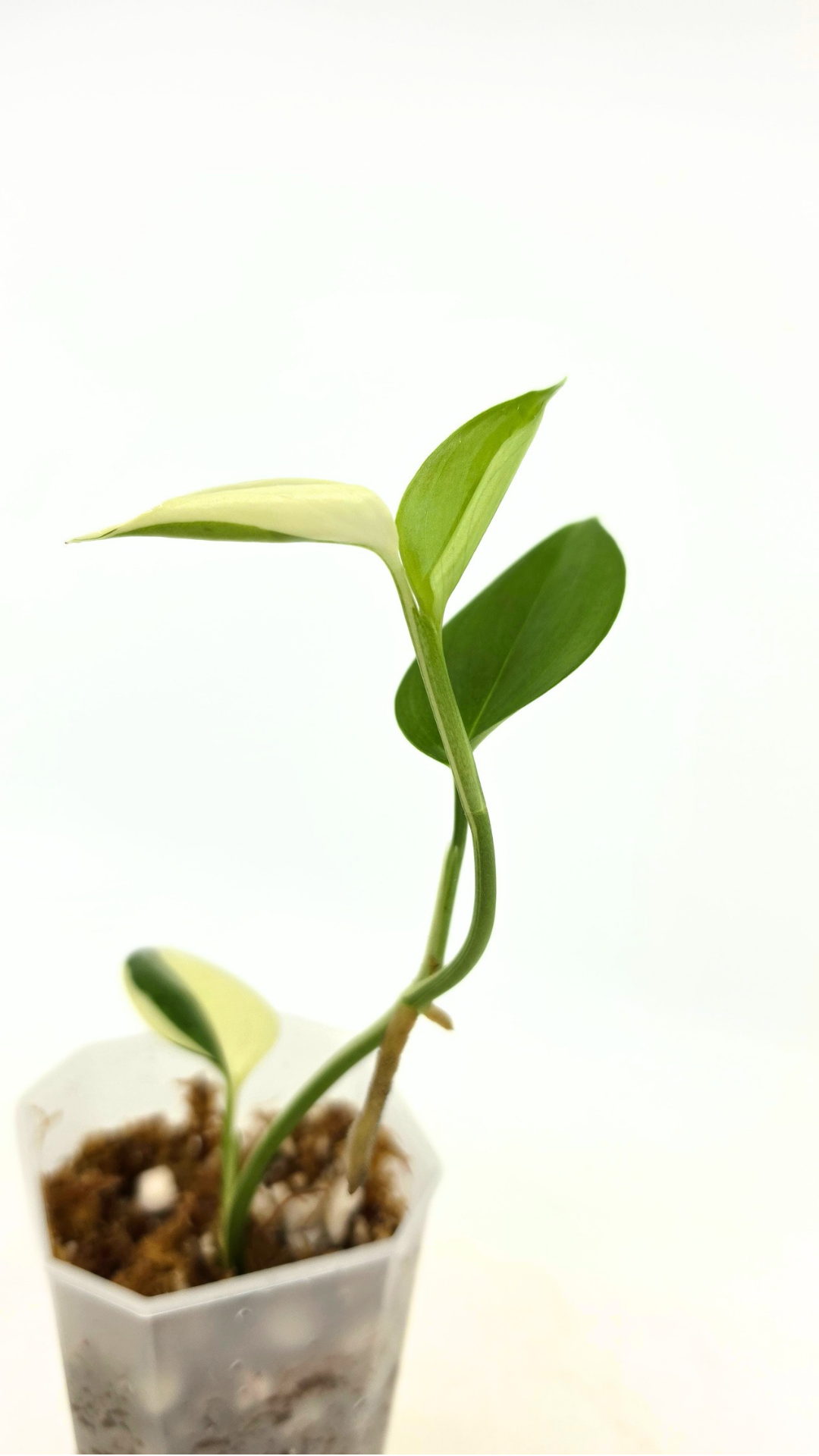 Rare plant Scindapsus Blue Albo Varigated available at rare plant shop The Leaf Gallery in Perth, Western Australia