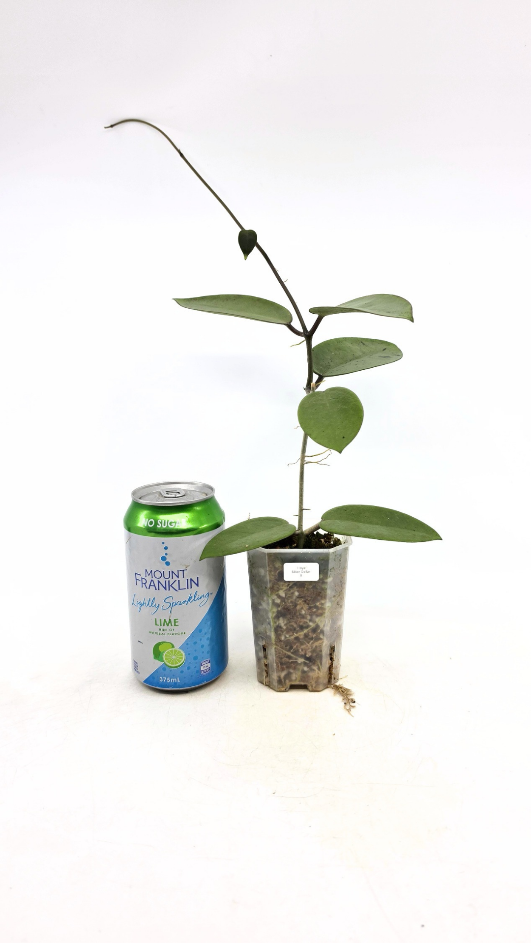 Rare waxplant Hoya Silver Dollar available for sale at rare indoor plant shop The Leaf Gallery in Perth, Western Australia