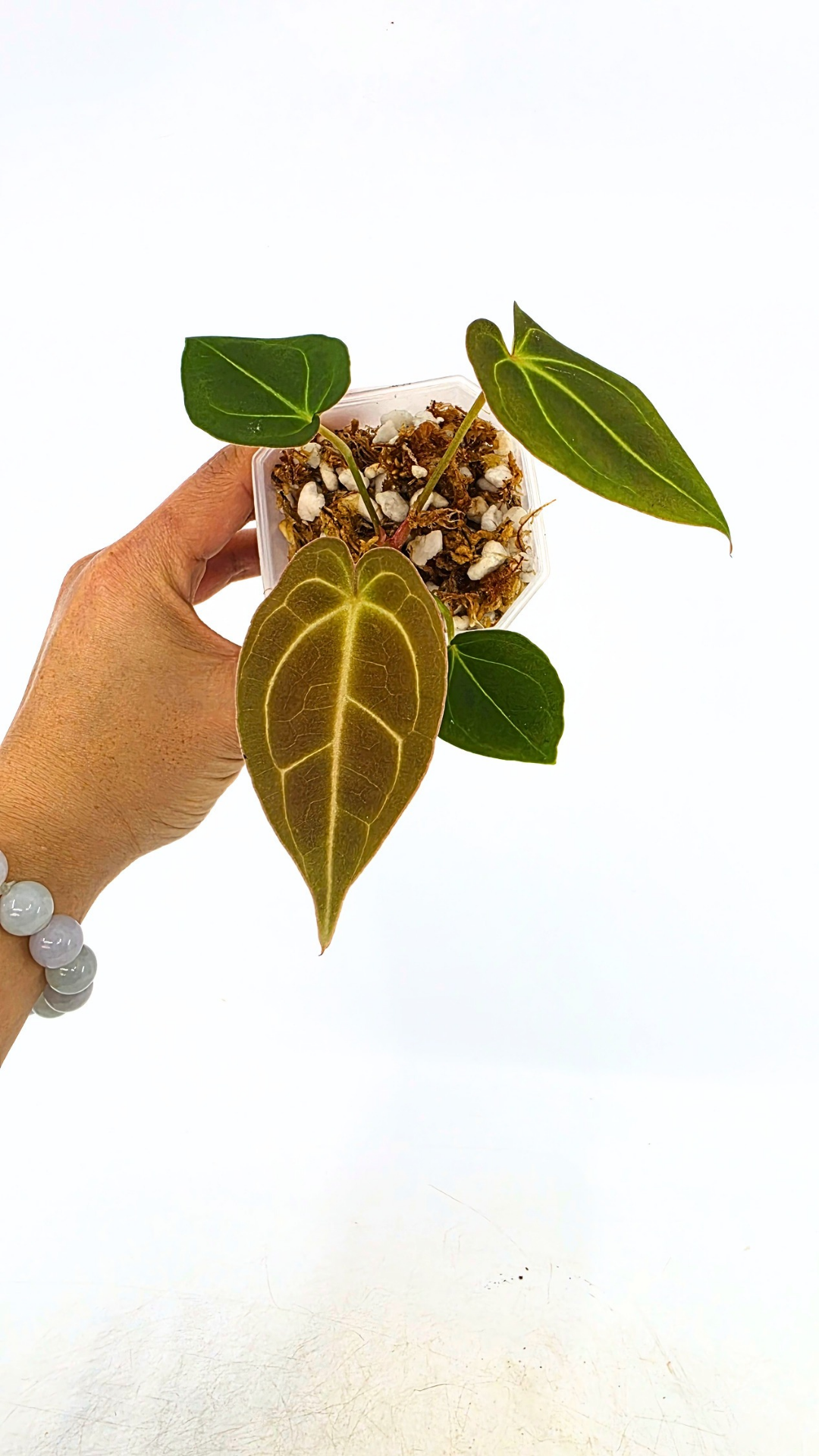 Rare anthurium hybrid Dark Forgetii x Bessae Aff available from rare plant shop The Leaf Gallery in Perth, Western Australia