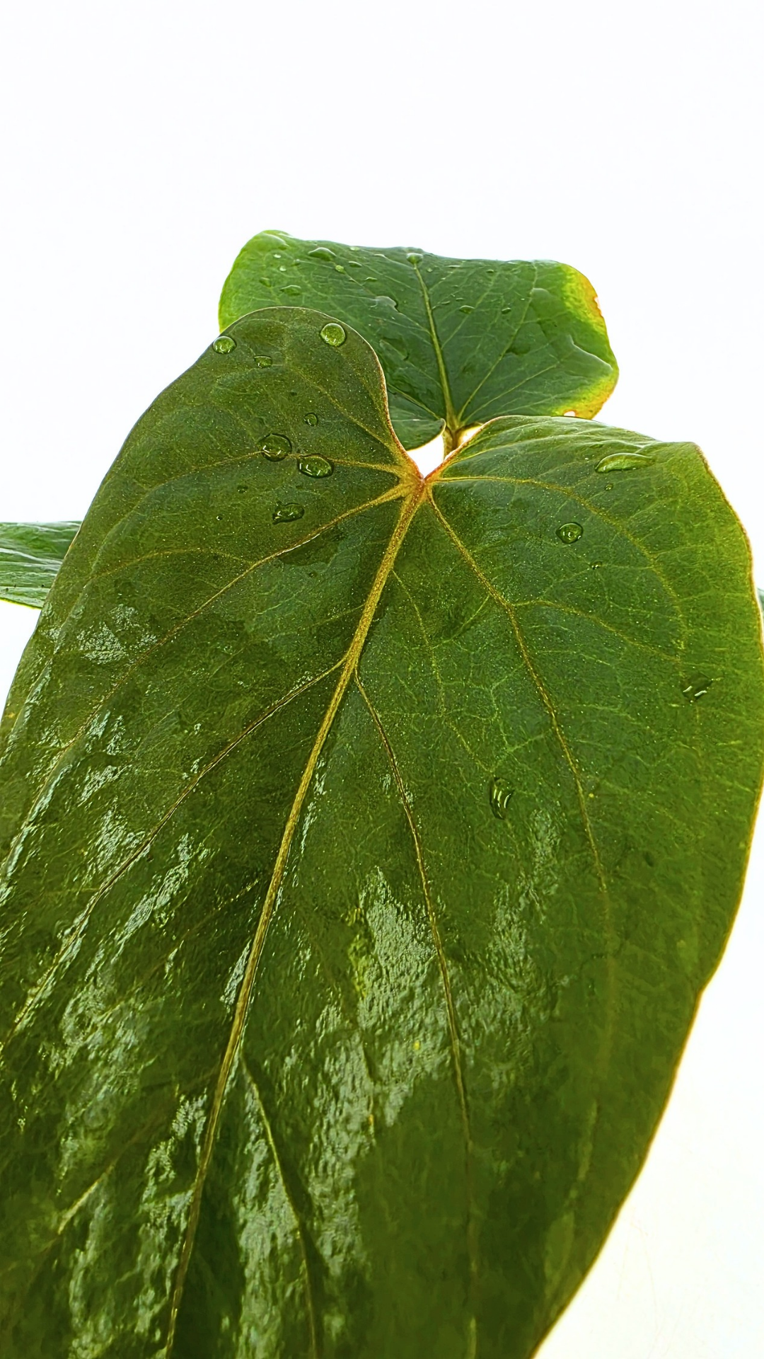 Rare indoor plant Anthurium Kunyalense available for sale at rare house plant shop The Leaf Gallery in Perth, Western Australia