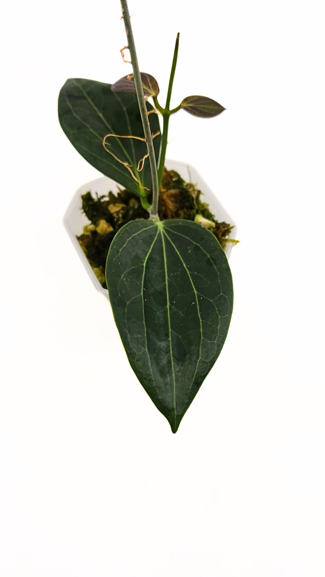 Rare waxplant Hoya Hellwigiana IML1101 available for sale at rare plant shop The Leaf Gallery in Perth, Western Australia