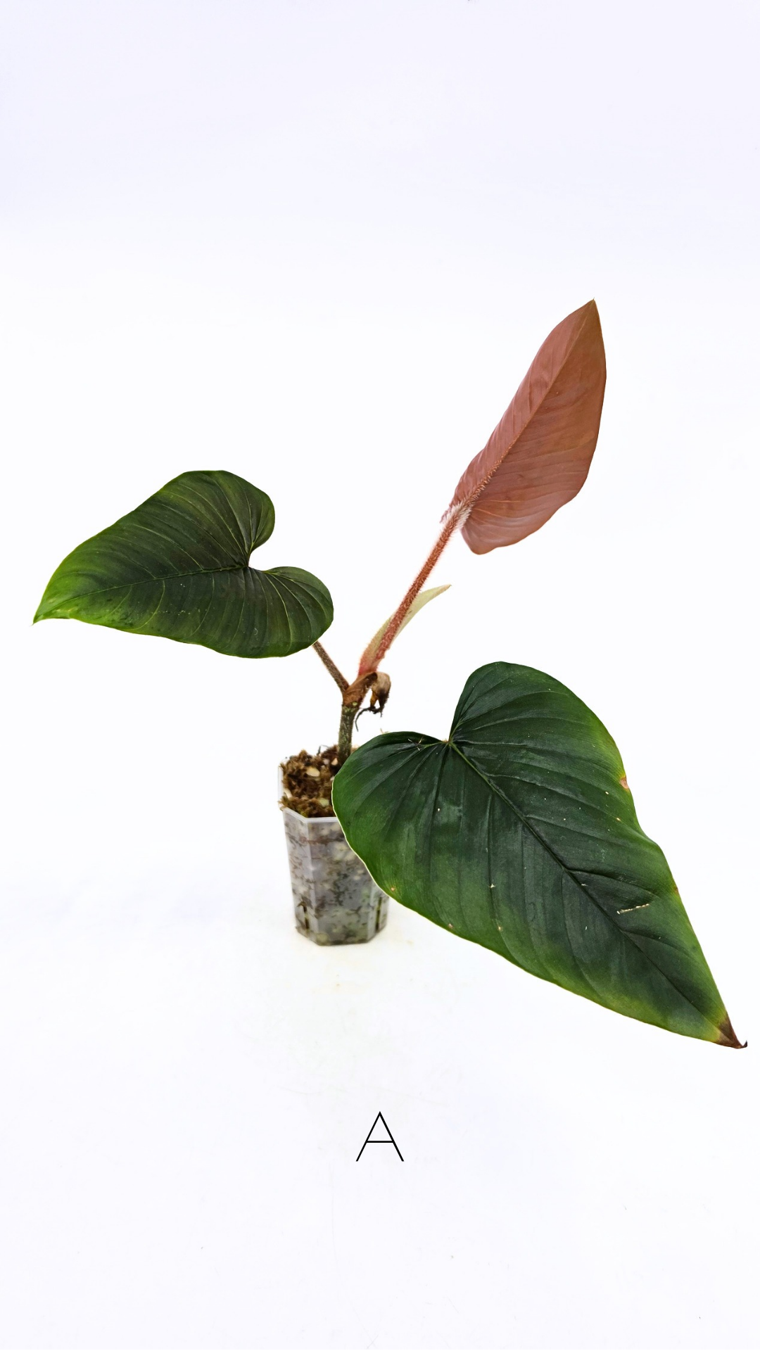 Rare plant philodendron squamicaule pink available at rare plant shop The Leaf Gallery in Perth, Western Australia