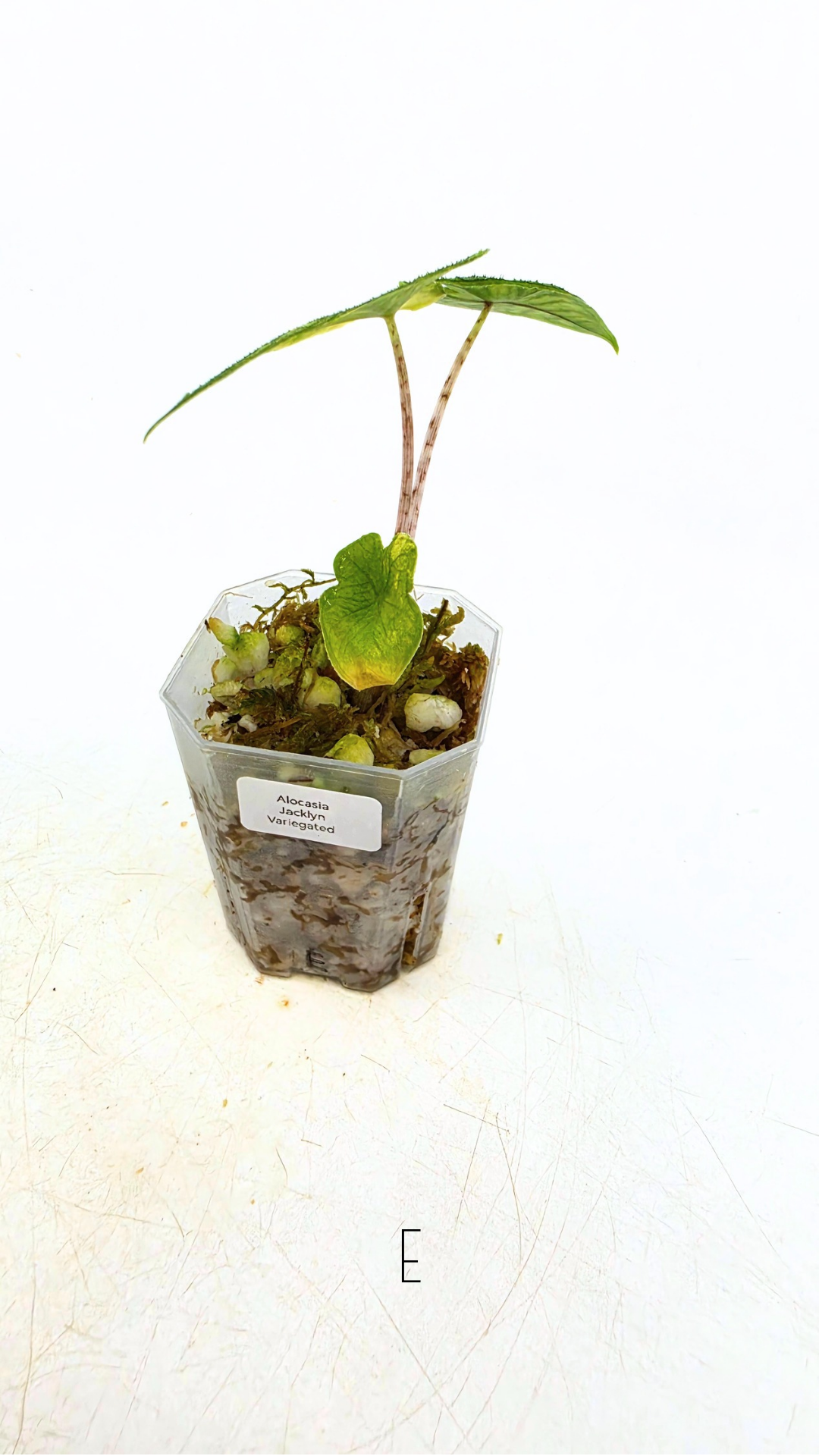 Rare indoor plant Alocasia Jacklyn Variegated available for sale at rare house plant shop The Leaf Gallery in Perth, Western Australia.