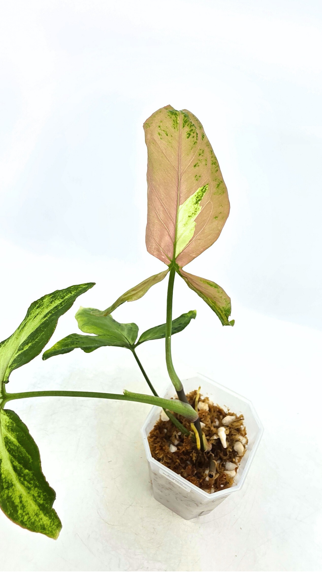 Rare plant Syngonium Redspot Tricolour available from rare plant shop The Leaf Gallery in Perth, Western Australia