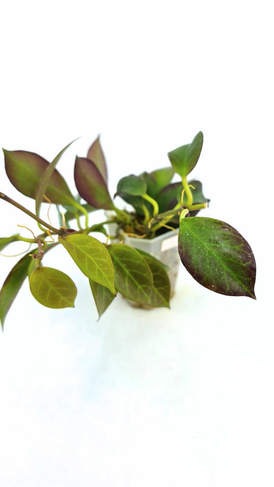 Rare waxplant Hoya Sunrise available at rare plant shop The Leaf Gallery in Perth Western Australia