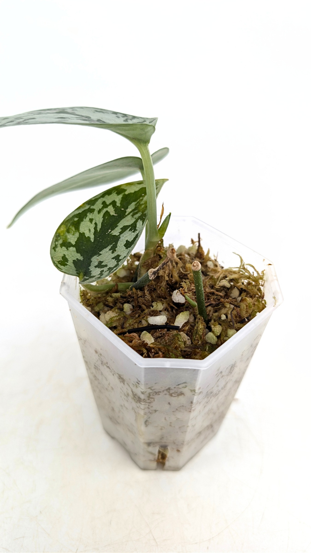 Uncommon indoor plant scindapsus pictus Silver Lady available for sale at rare plant shop The Leaf Gallery in Perth, Western Australia.