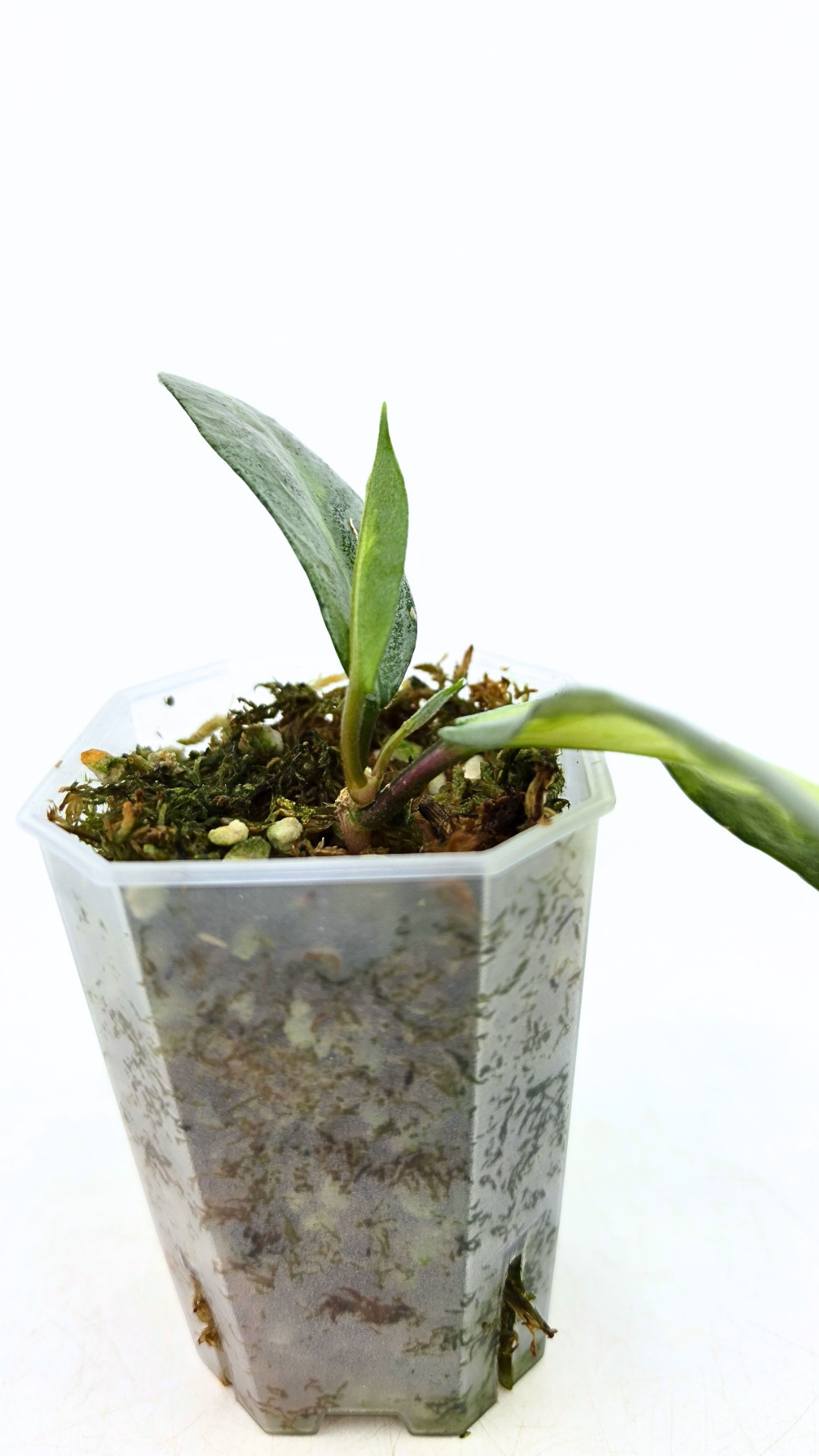 Ultra rare waxplant Hoya Argentea Princess available at rare hoya shop the Leaf Gallery in Perth, Western Australia. Rare hoya Argentea Princess is a varigated form of Hoya Nova Ghost