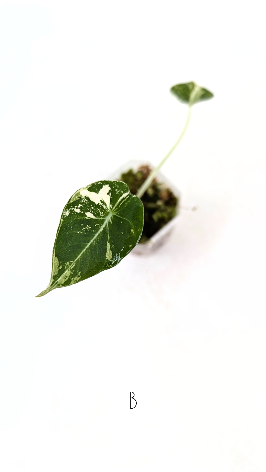 Rare indoor plant Alocasia Black Velvet Pink Variegated available for sale from rare house plant shop The Leaf Gallery in Perth, Western Australia