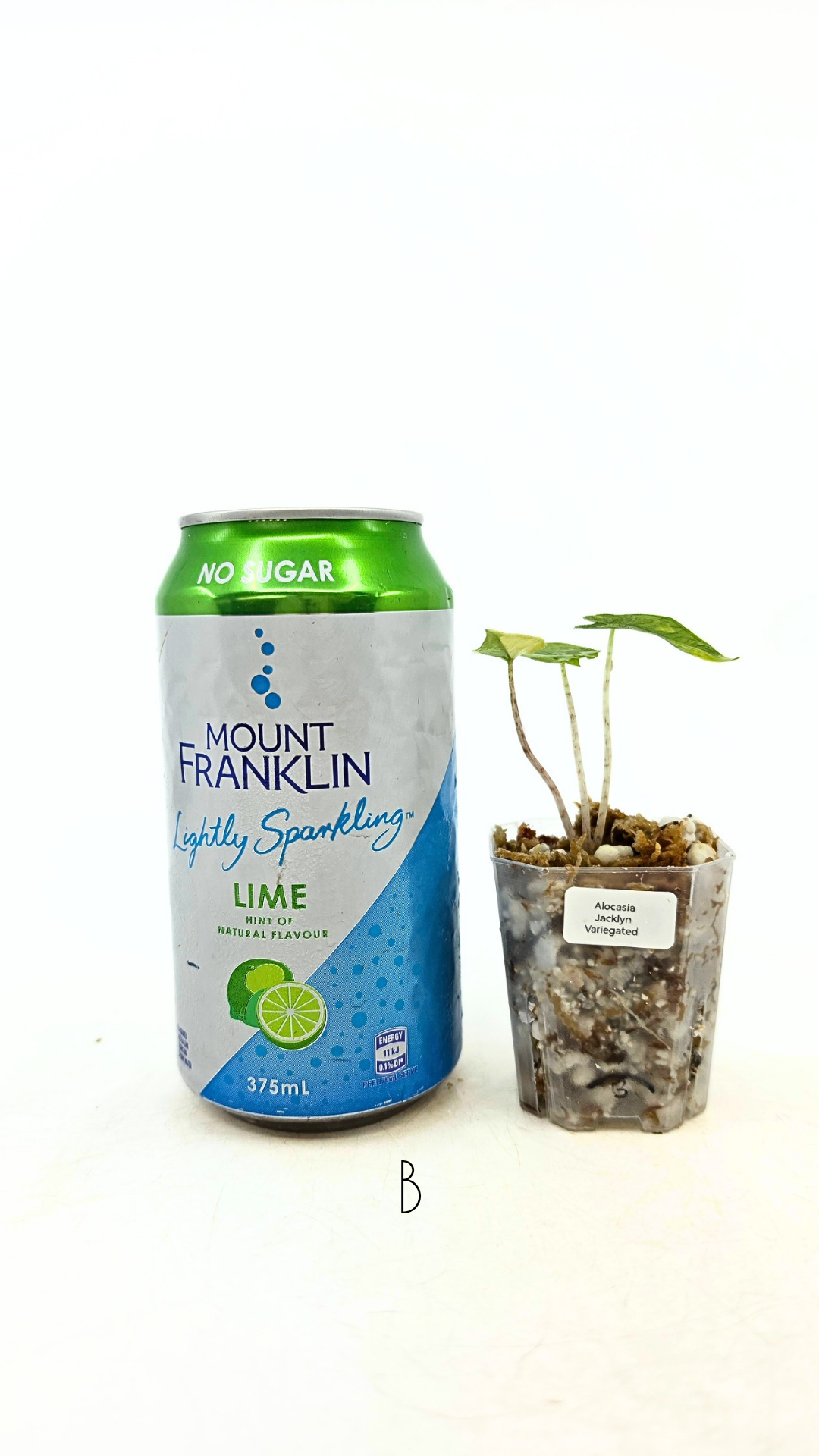 Rare indoor plannt Alocasia Jacklyn Variegated available for sale at rare house plant shop The Leaf Gallery in Perth, Western Australia.