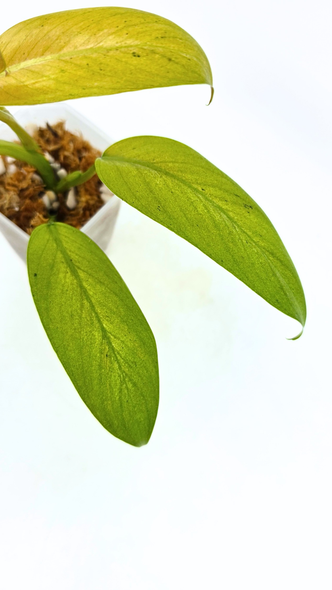Rare indoor plant Philodendron Whipple Way available for sale at rare plant shop The Leaf Gallery in Perth, Western Australia