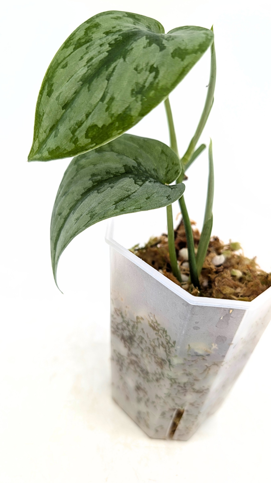 Rare indoor plant Scindapsus silver cloud available for sale at rare plant shop The Leaf Gallery in Perth, Western Australia