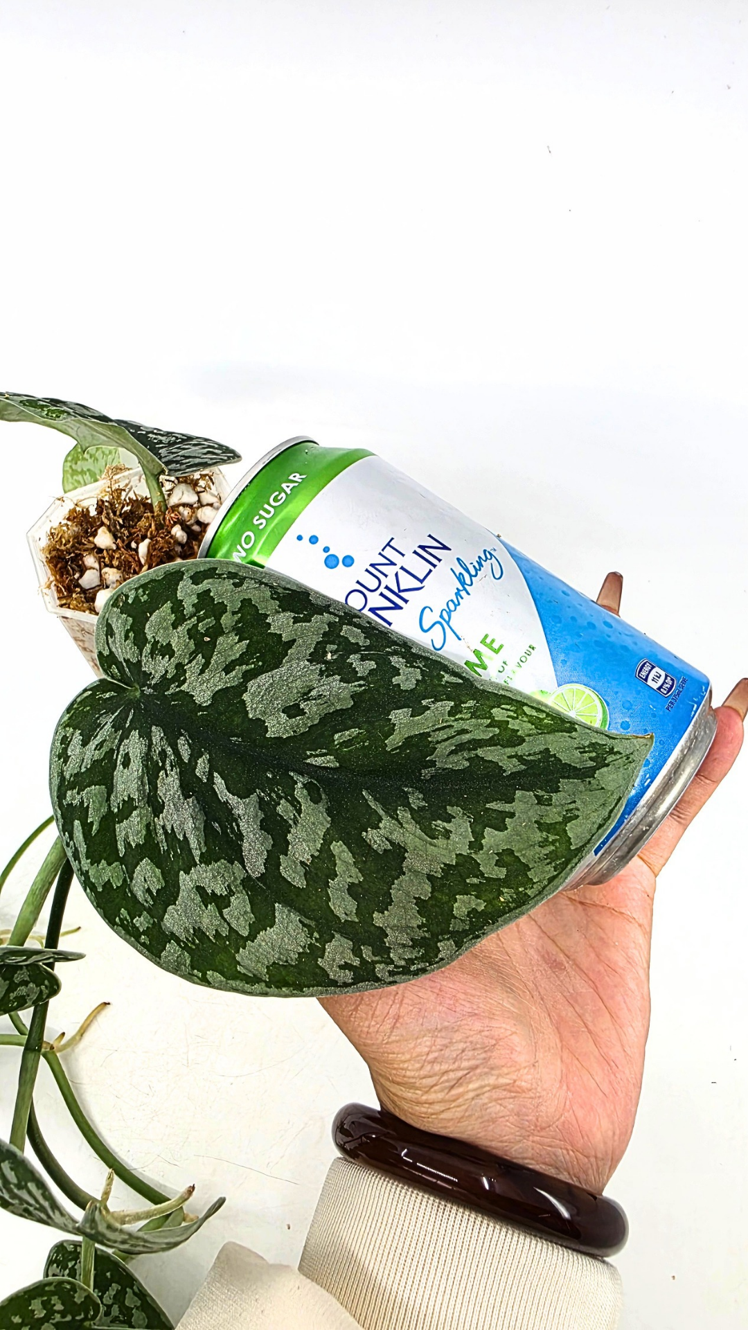 Uncommon indoor plant scindapsus Exotica available for sale at rare plant shop The Leaf Gallery in Perth, Western Australia.