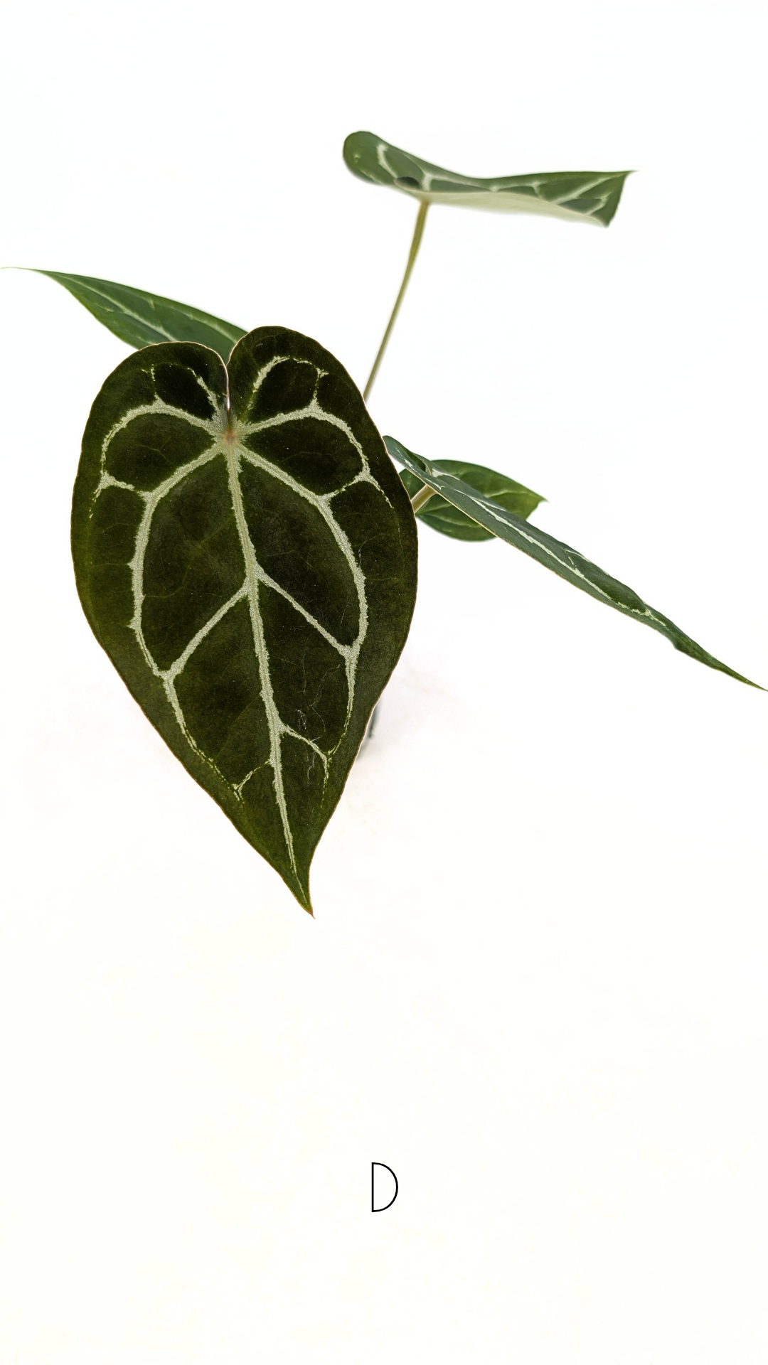 Rare anthurium hybrid Anthurium Dark Forgetii x Bessae Aff X Anthurium Michelle by The Leaf Gallery in Perth, Western Australia