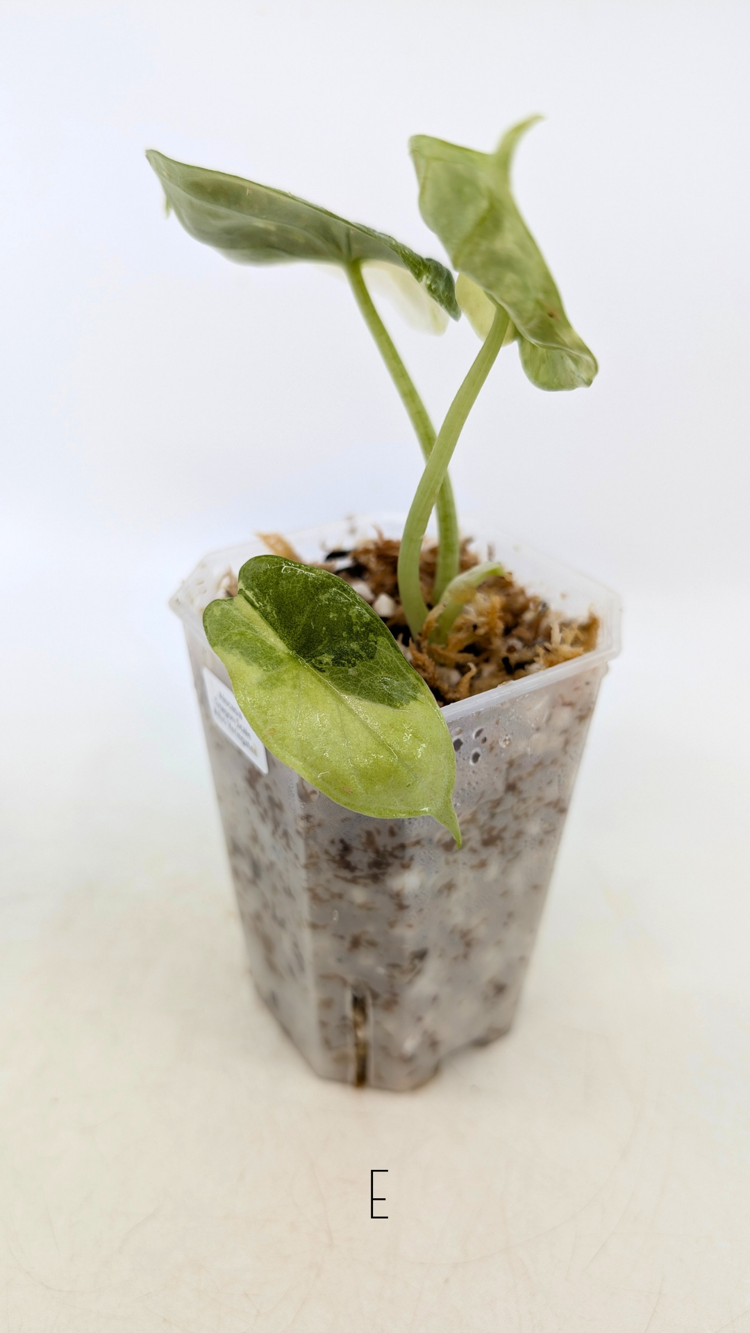 Sought after indoor plant Alocasia Dragon Scale Variegated available for sale at rare house plant shop The Leaf Gallery in Perth, Western Australia