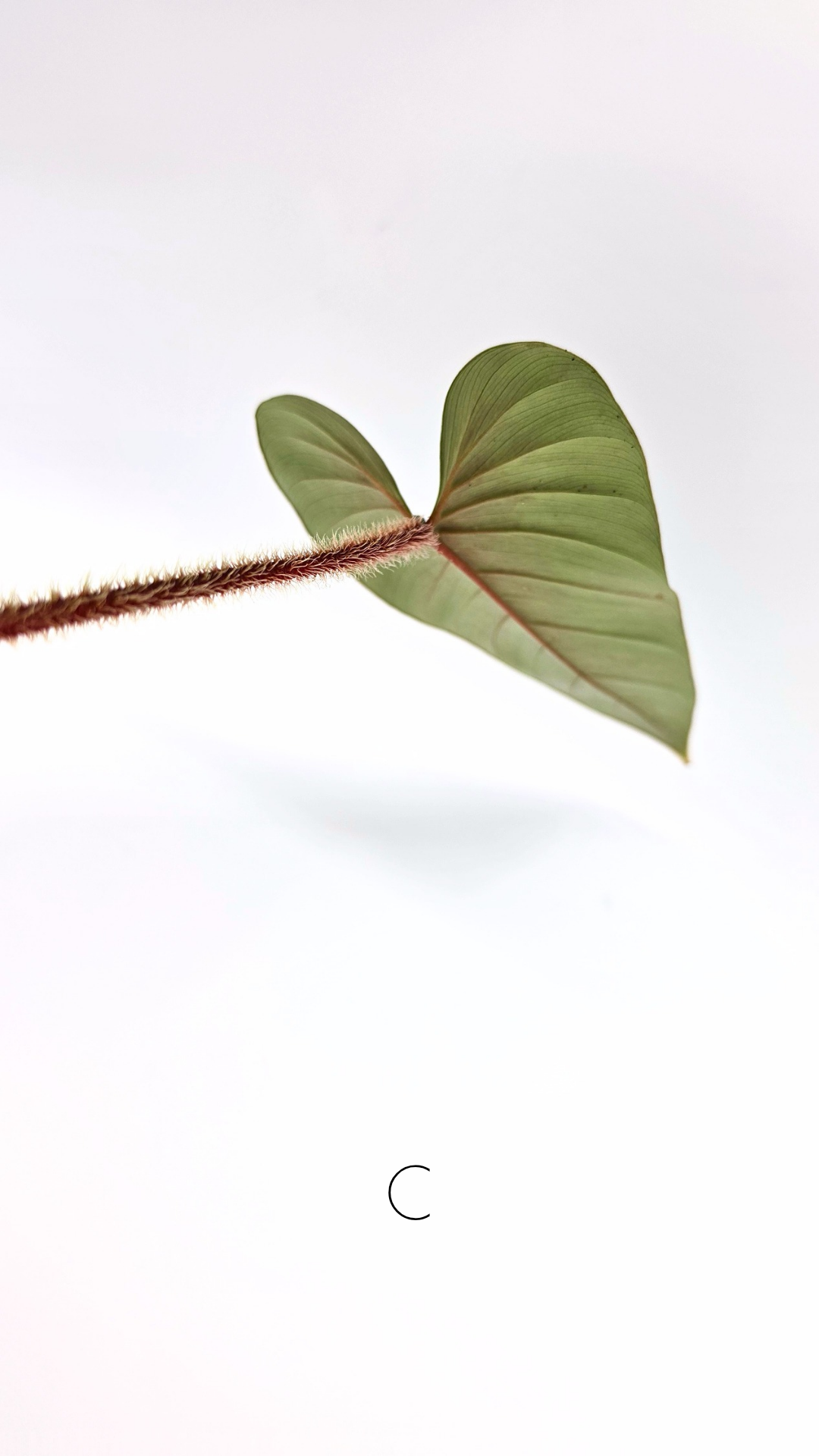 Rare indoor plant Philodendron Red Serpens available for sale at rare plant shop The Leaf Gallery in Perth, Western Australia