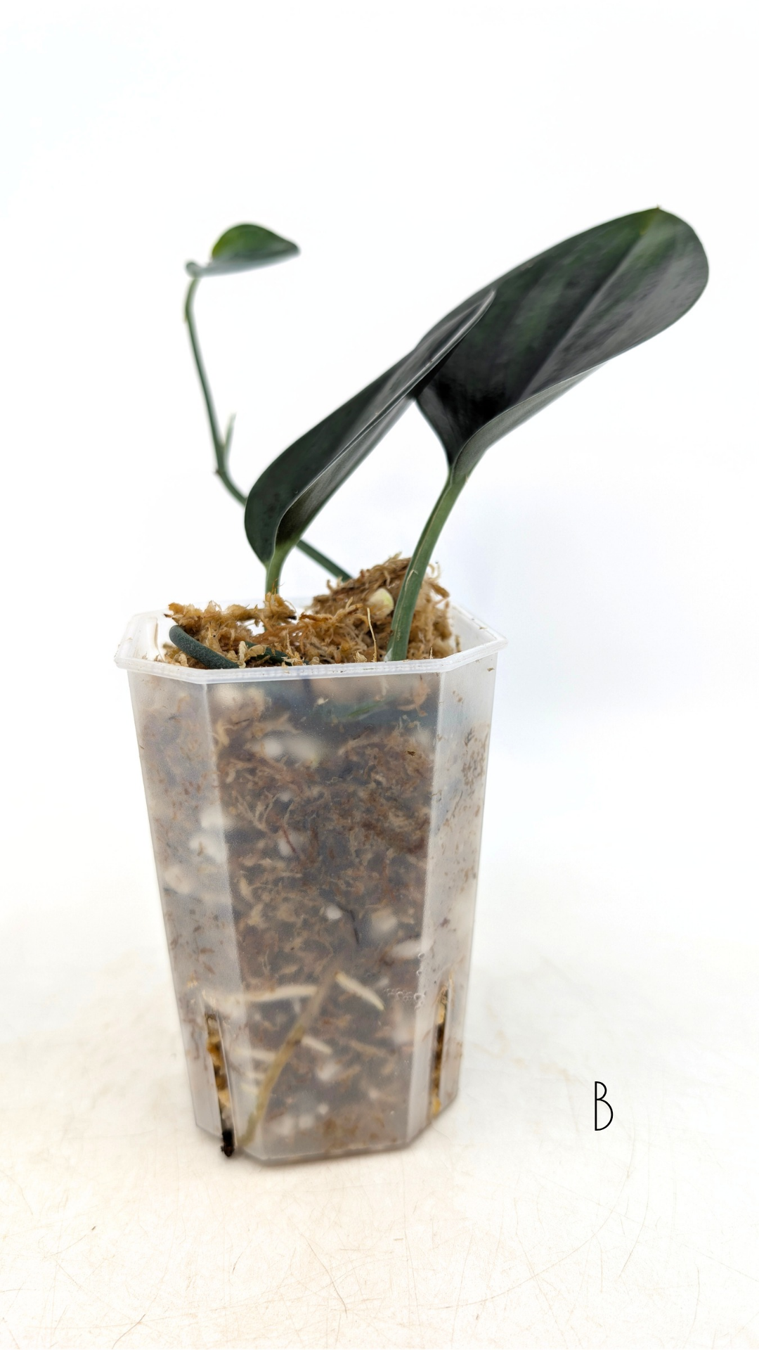 Rare Indoor House Plant Scindapsus Treubii Dark Form at rare plant shop The Leaf Gallery in Perth