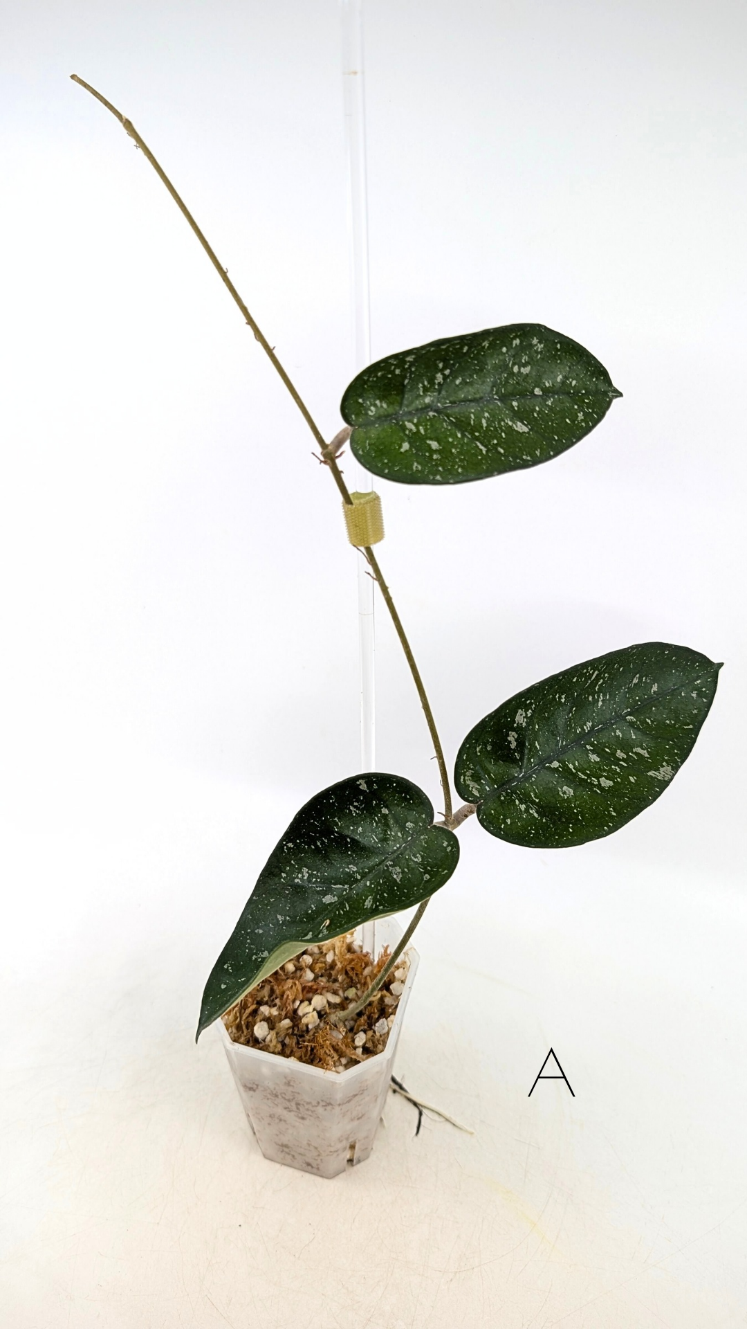 Rare waxplant Hoya Starry Night available for sale at The Leaf Gallery in Perth, Western Australia