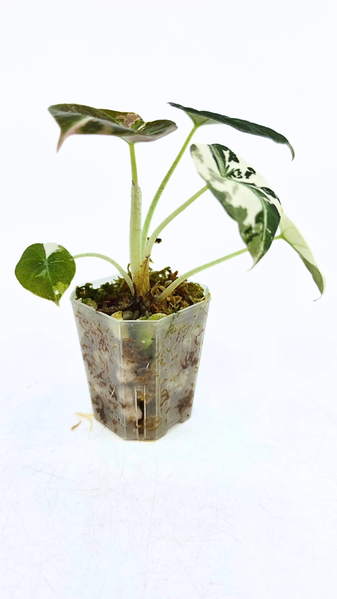 Rare indoor plant Alocasia Black Velvet Pink Variegated available for sale from rare house plant shop The Leaf Gallery in Perth, Western Australia