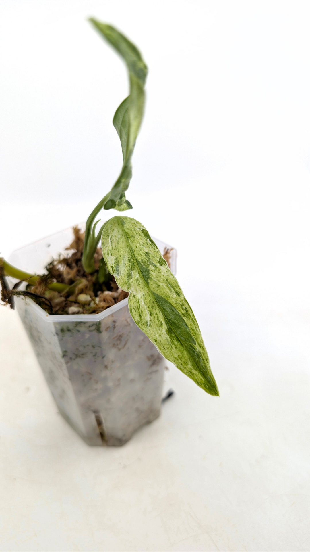 Rare indoor house plant Monstera Adansonii Mottled Mint Varigation Indonesian Form stem propagation by The Leaf Gallery in Perth.