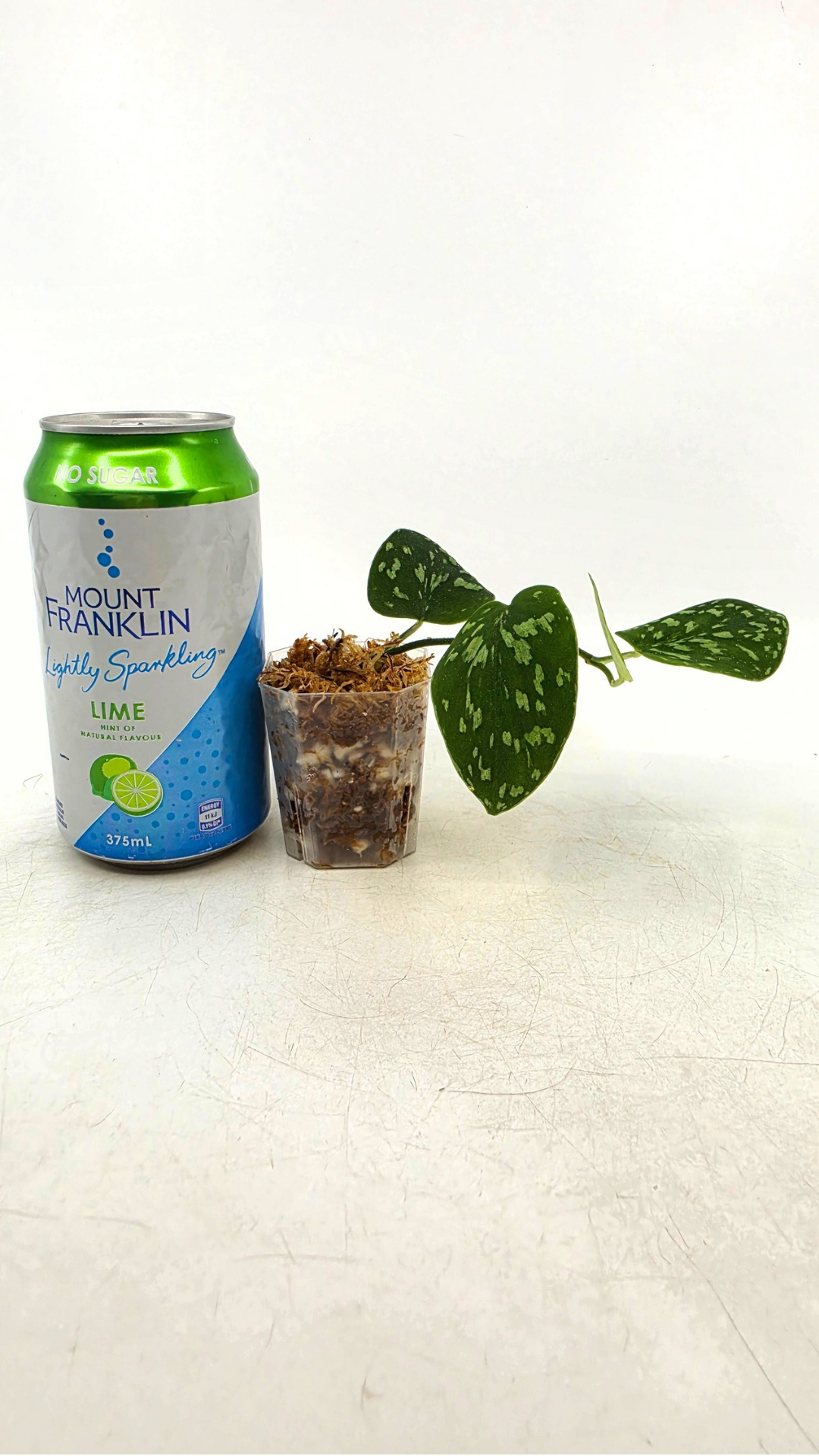 Rare indoor plant Scindapsus Pictus Haask Snake Scale Available for sale at rare plant shop The Leaf Gallery in Perth, Western Australia