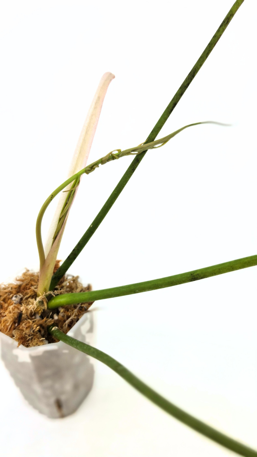Rare indoor plant Philodendron Polypodioides available for sale at rare house plant shop The Leaf Gallery in Perth, Western Australia