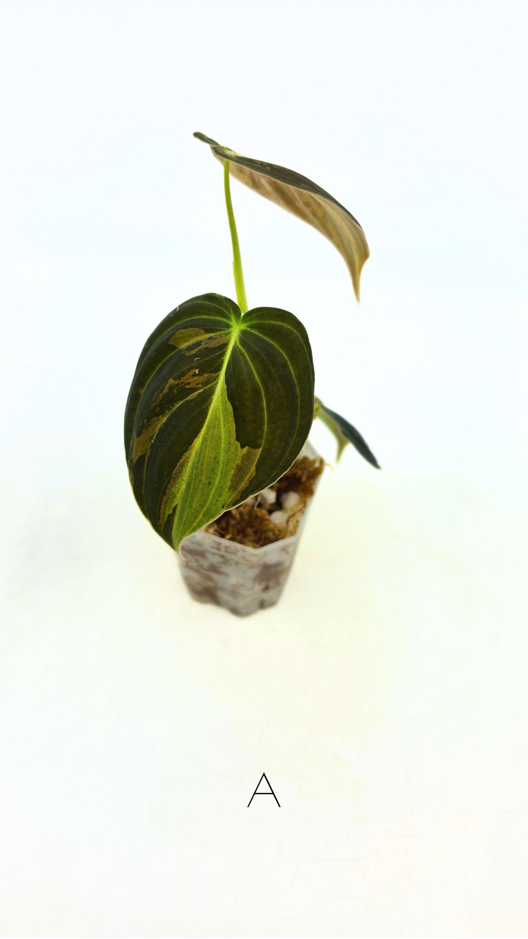 Rare plant Philodendron Melanochrysum Varigated available for sale at rare plant shop The Leaf Gallery in Perth, Western Australia