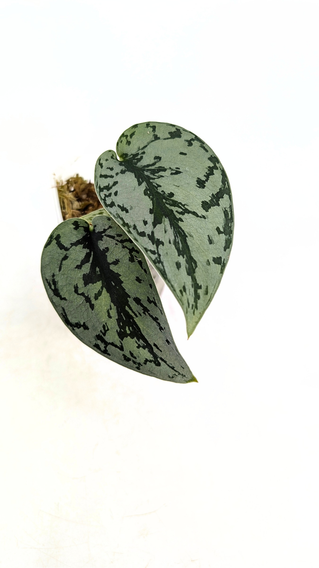 Uncommon indoor plant scindapsus pictus Silver Lady available for sale at rare plant shop The Leaf Gallery in Perth, Western Australia.
