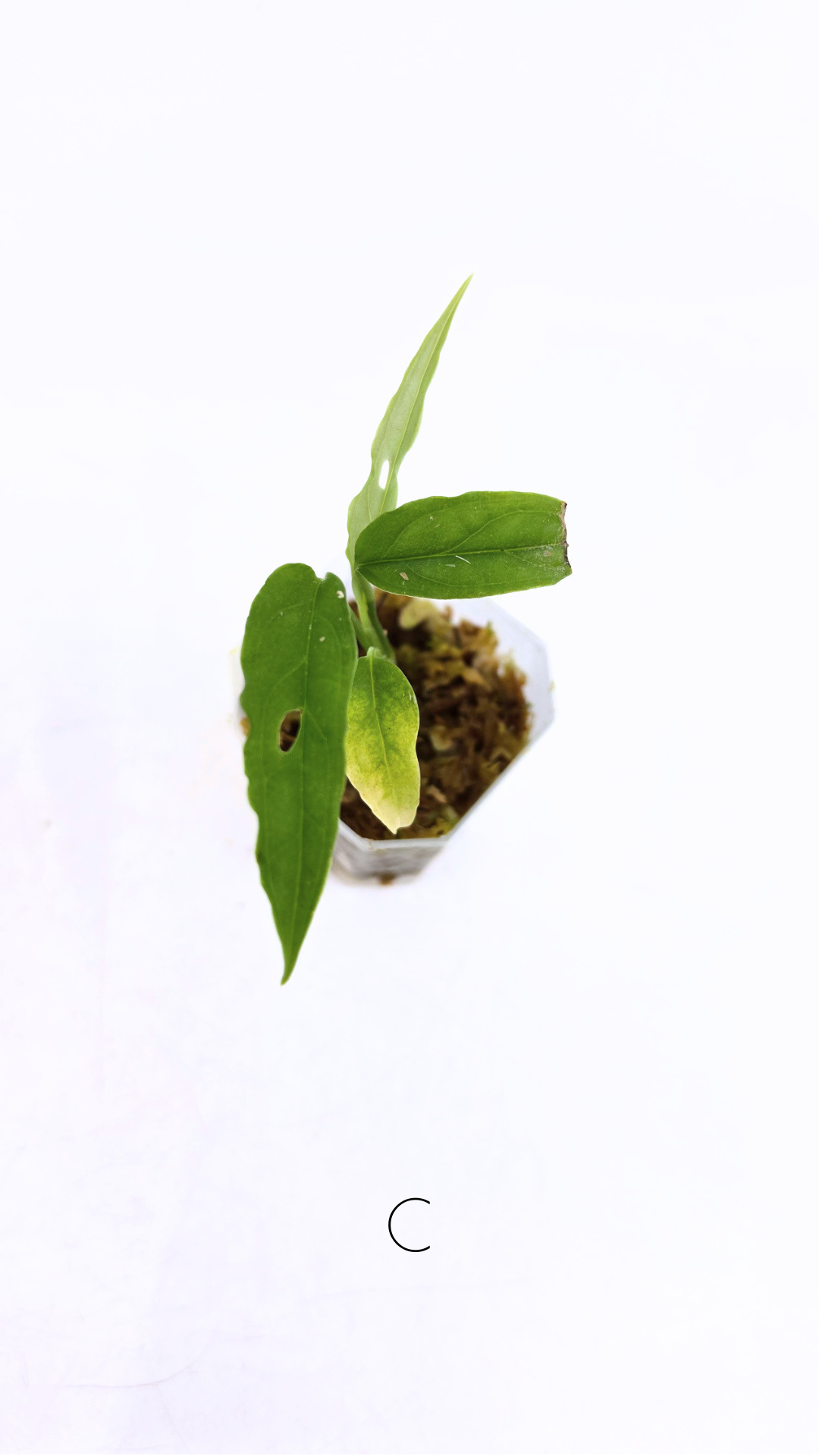 Rare indoor plant Monstera Obliqua Peru available for sale at rare house plant shop The Leaf Gallery in Perth, Western Australia