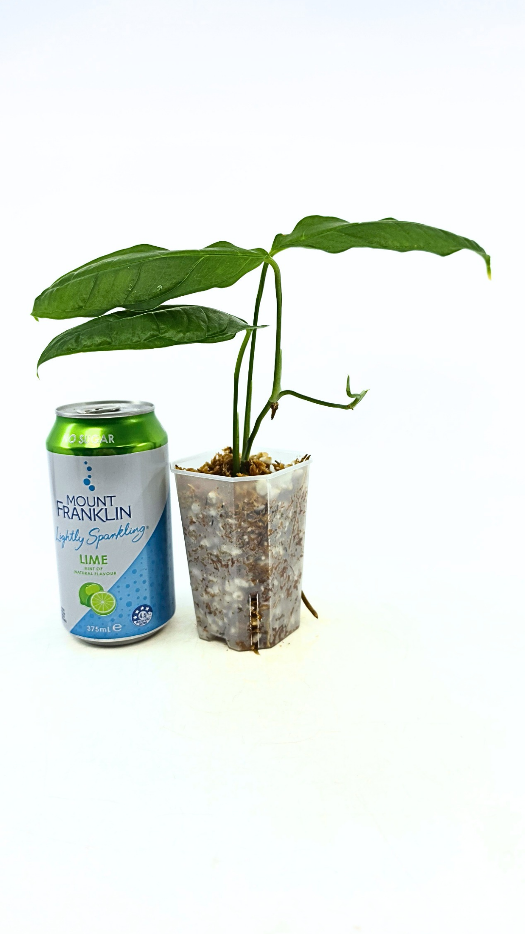Rare indoor plant Monstera Obliqua Amazonas available at rare plant shop The Leaf Gallery in Perth, Western Australia