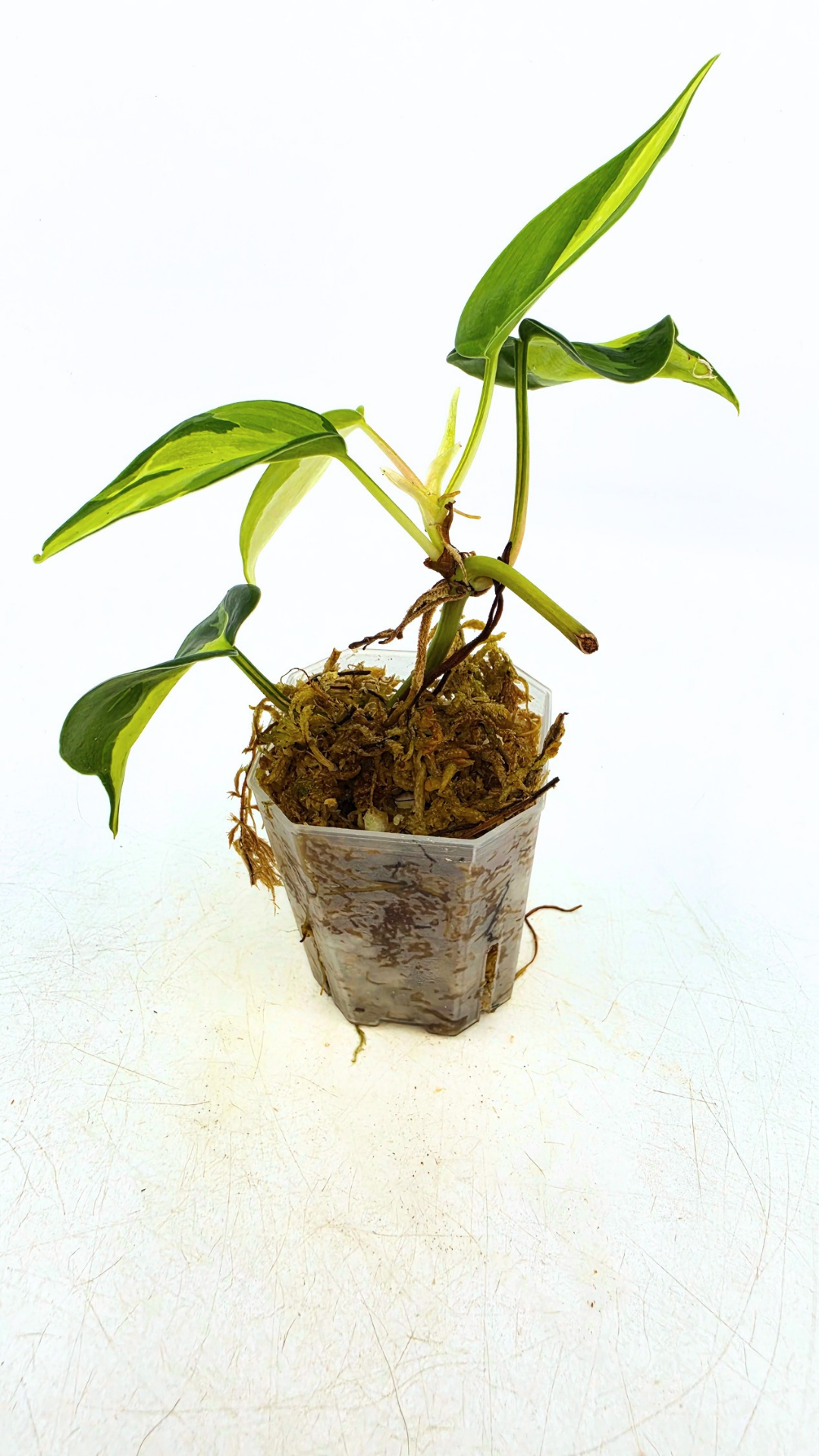 Rare indoor plant Philodendron Cream Splash available at rare plant shop The Leaf Gallery in Perth, Western Australia