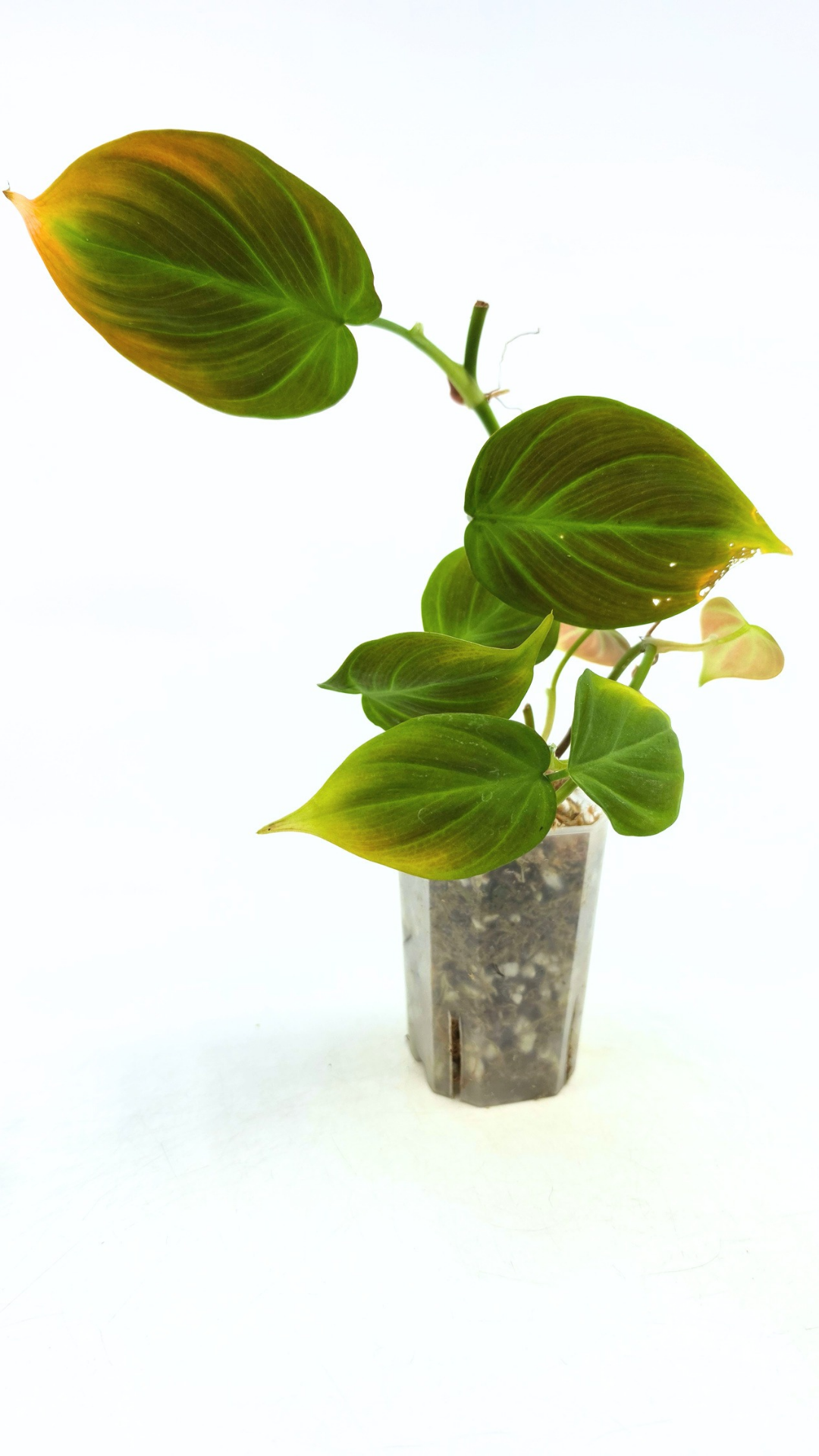 Uncommon indoor plant Philodendron Camposportoanum available for sale at rare house plant shop The Leaf Gallery in Perth, Western Australia