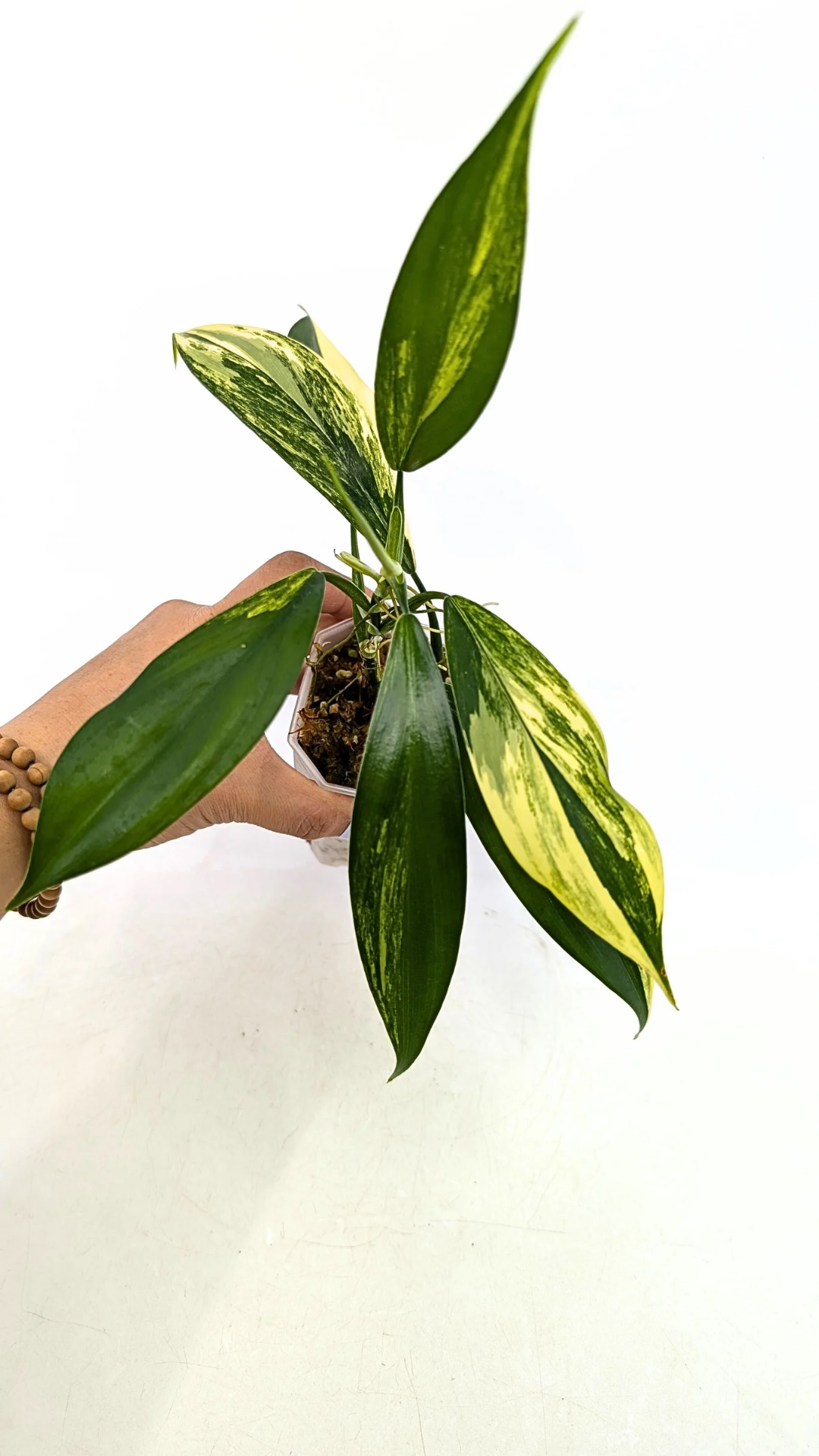 Super Rare indoor plant Philodendron Panduriforme variegated available for sale at rare house plant shop The Leaf Gallery in Perth, Western Australia.