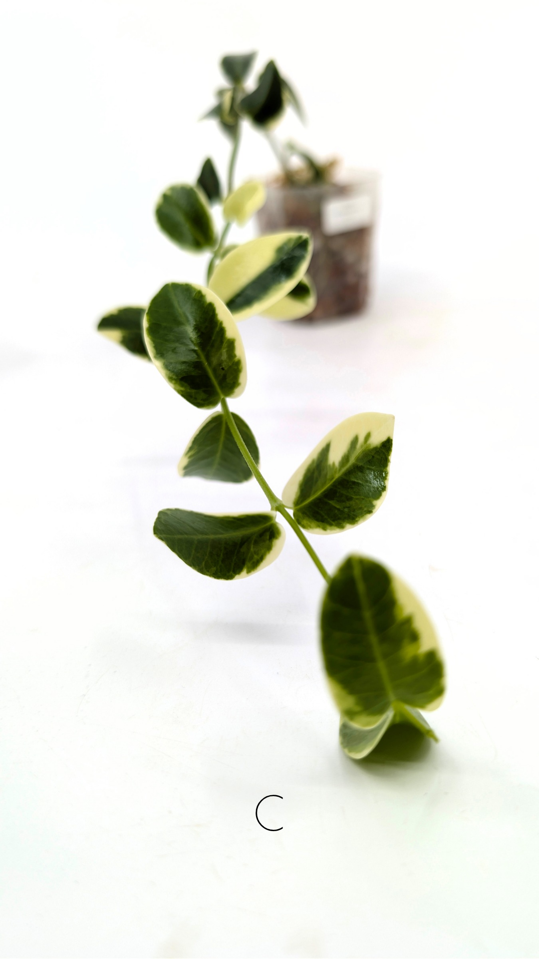 Rare waxplant Hoya Cumingiana Albo available for sale at rare indoor plant shop The Leaf Gallery in Perth, Western Australia
