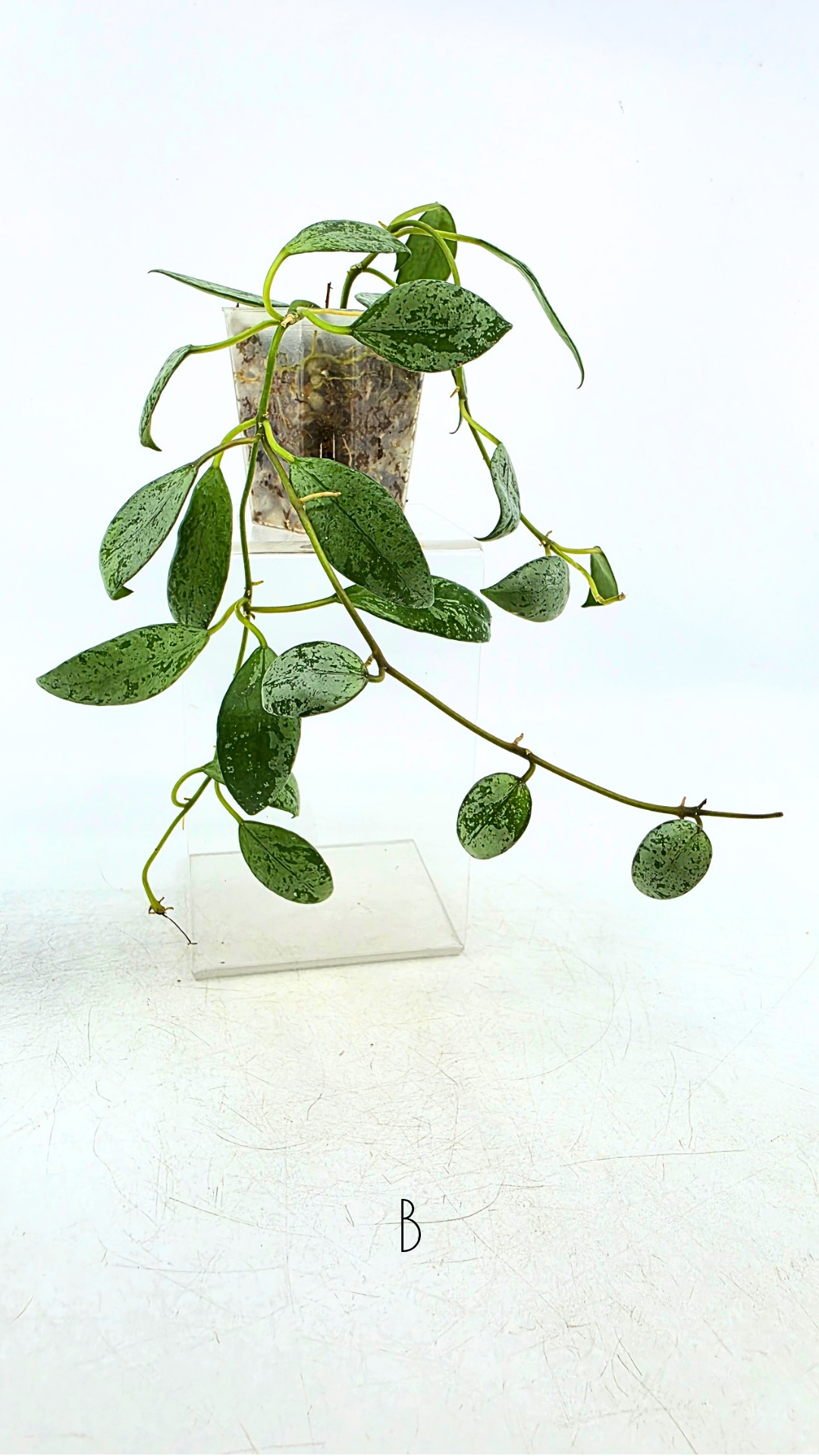 Rare waxplant Hoya Sulcata available for sale at rare indoor plant shop The Leaf Gallery in Perth, Western Australia