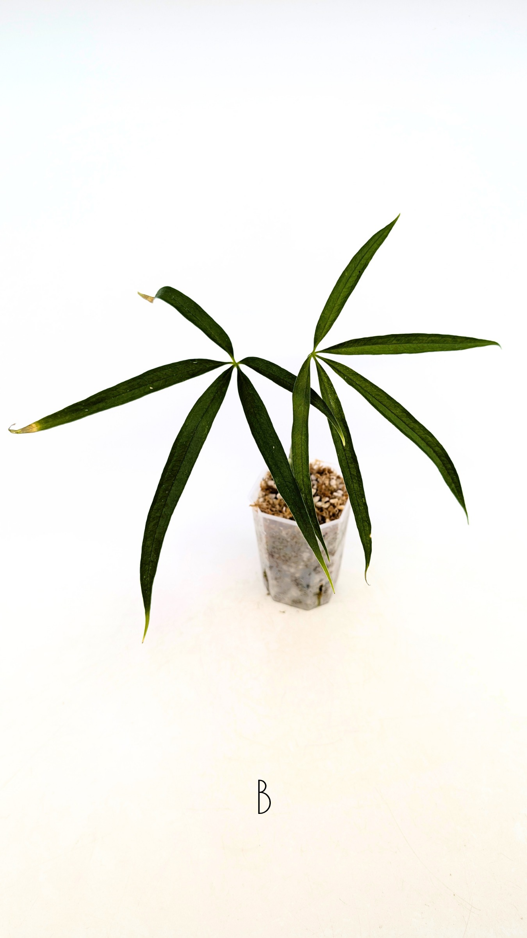 Hard to find house plant Anthurium Polydactylum available for sale at rare plant shop The Leaf Gallery in Perth, Western Australia.