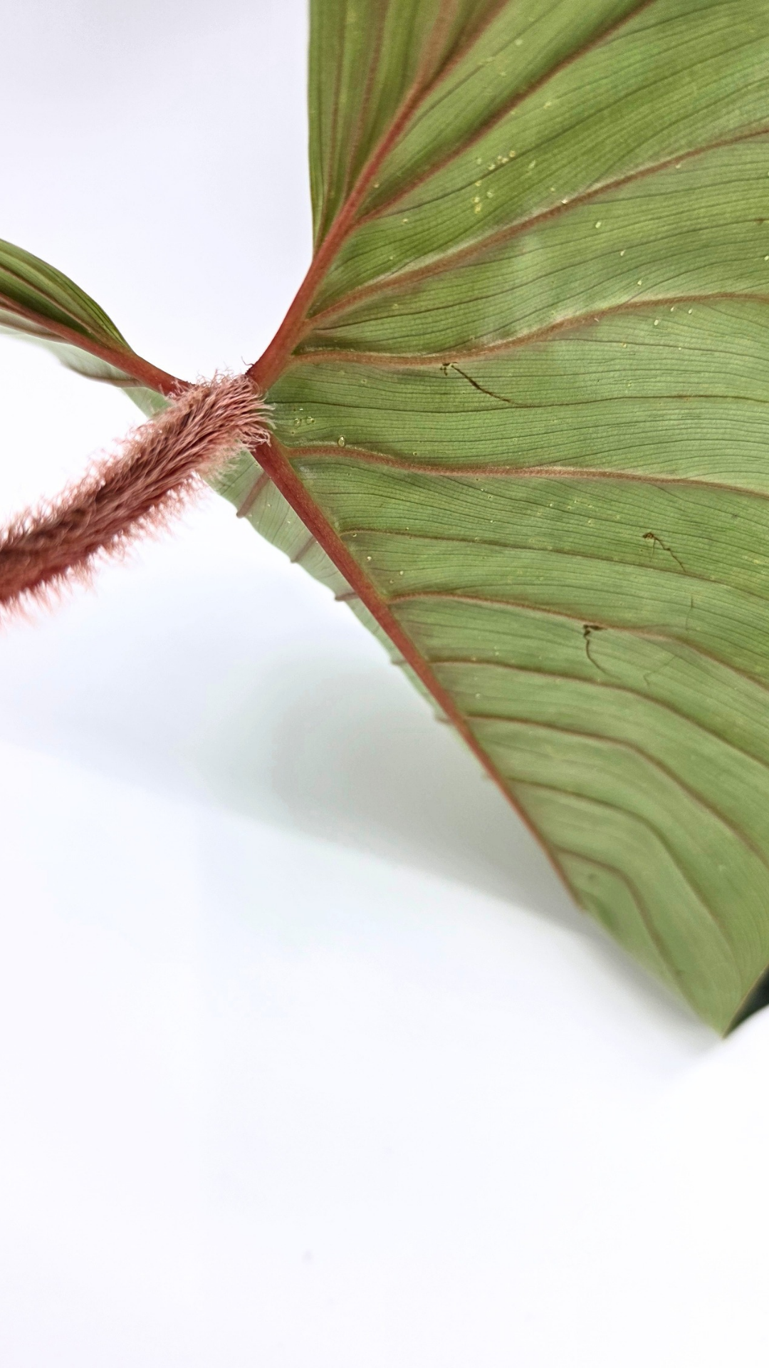 Rare indoor plant Philodendron Red Serpens available for sale at rare plant shop The Leaf Gallery in Perth, Western Australia