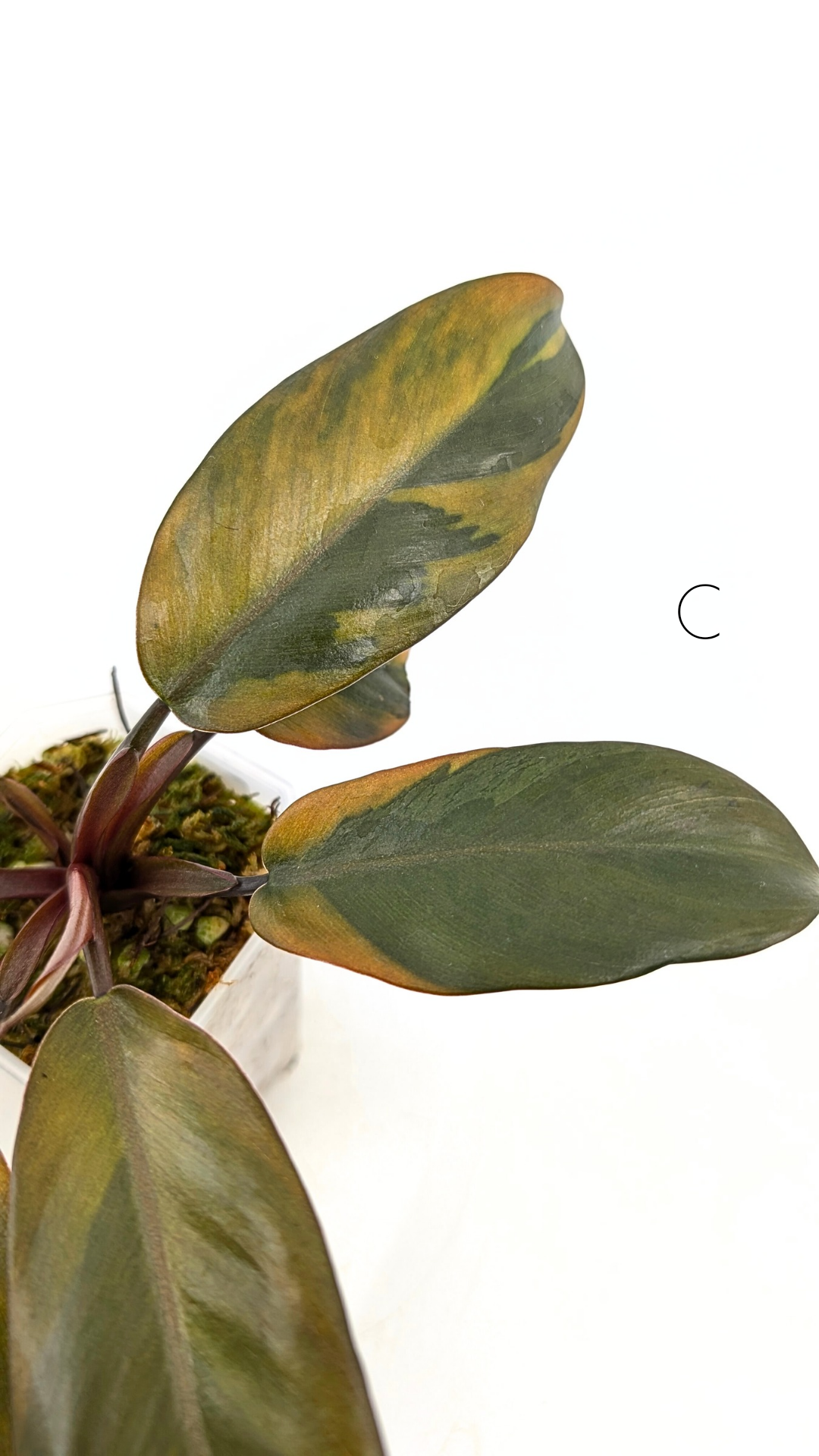 Rare Plants — The Leaf Gallery