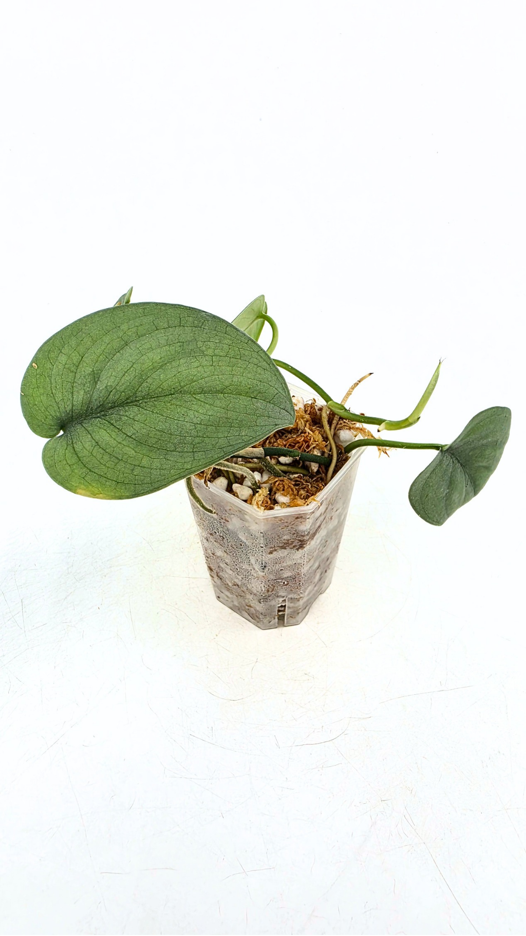 Rare indoor plant Scindapsus Platinum available for sale at rare plant shop The Leaf Gallery in Perth, Western Australia