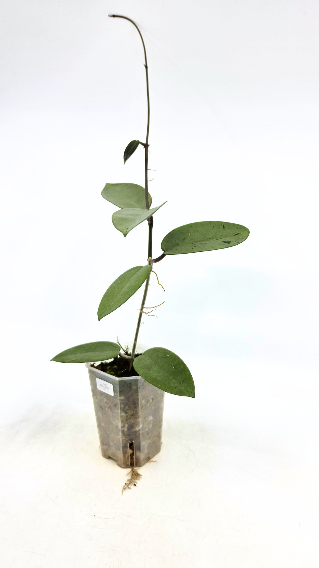 Rare waxplant Hoya Silver Dollar available for sale at rare indoor plant shop The Leaf Gallery in Perth, Western Australia