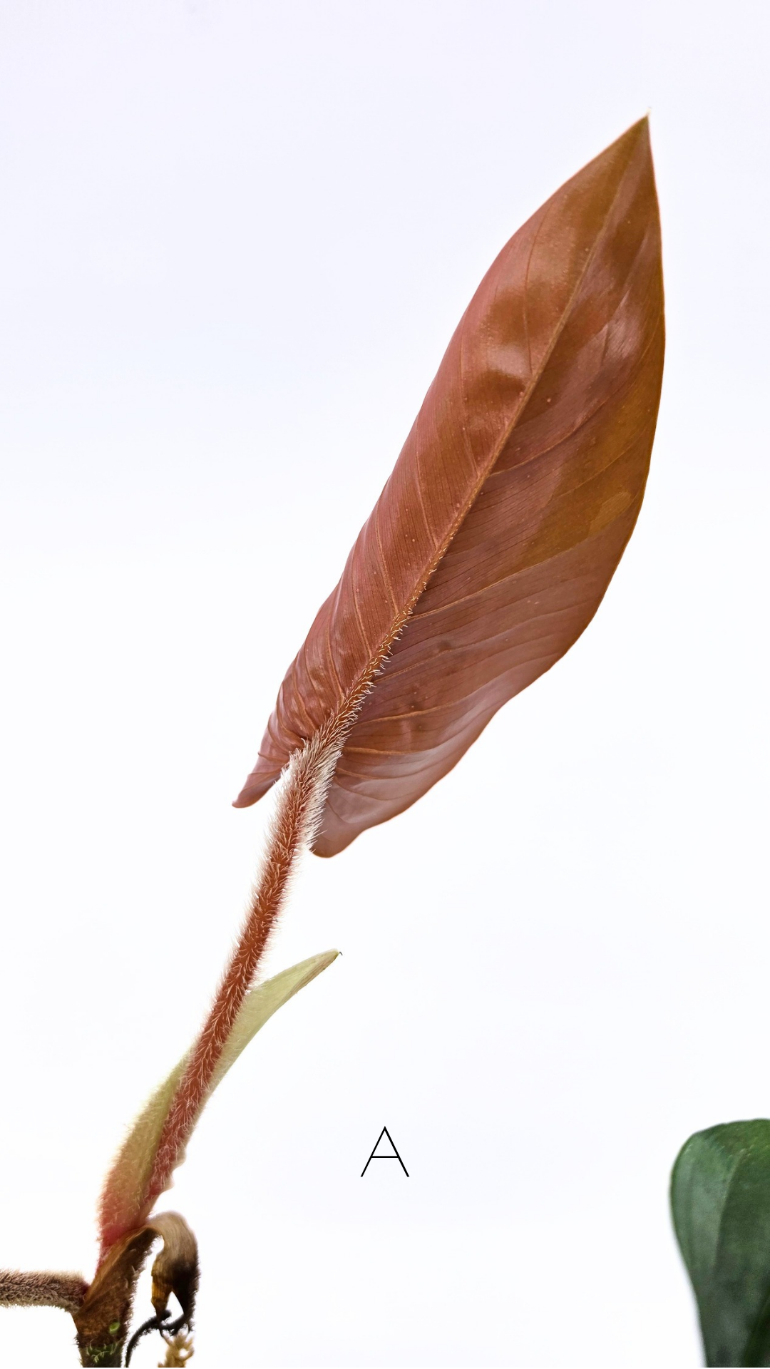 Rare plant philodendron squamicaule pink available at rare plant shop The Leaf Gallery in Perth, Western Australia
