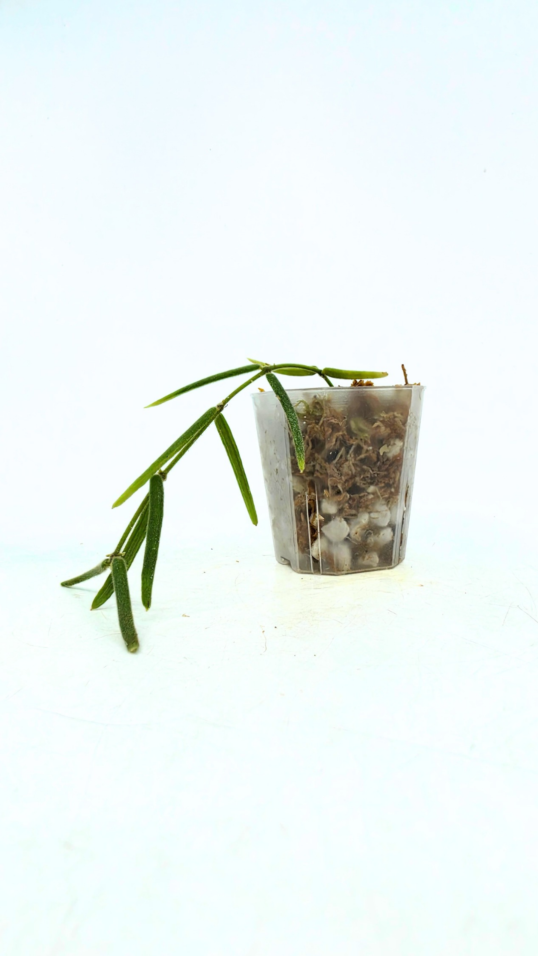 Rare waxplant Hoya Linearis available for sale at rare indoor plant shop The Leaf Gallery in Perth, Western Australia