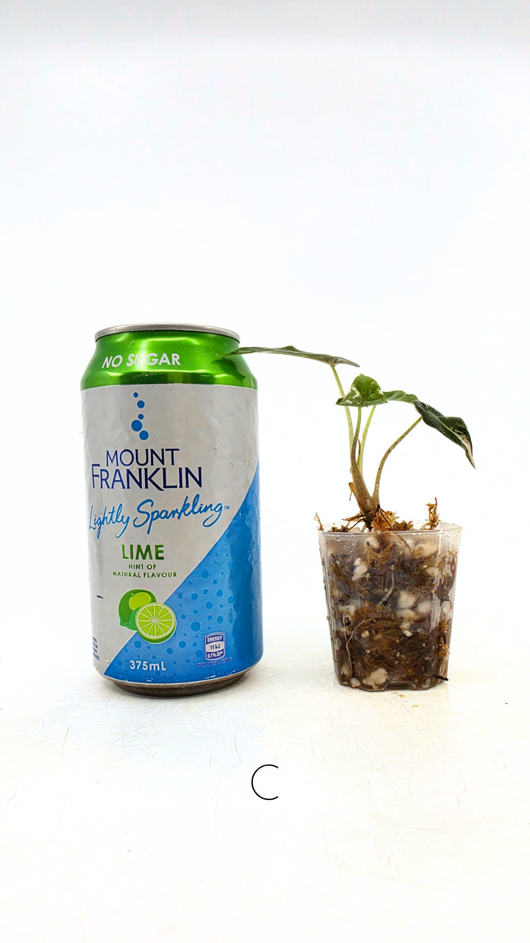 Rare indoor plant Alocasia Amazonica Bambino Pink TC plantlets available for sale at rare houseplant shop The Leaf Gallery in Perth, Western Australia